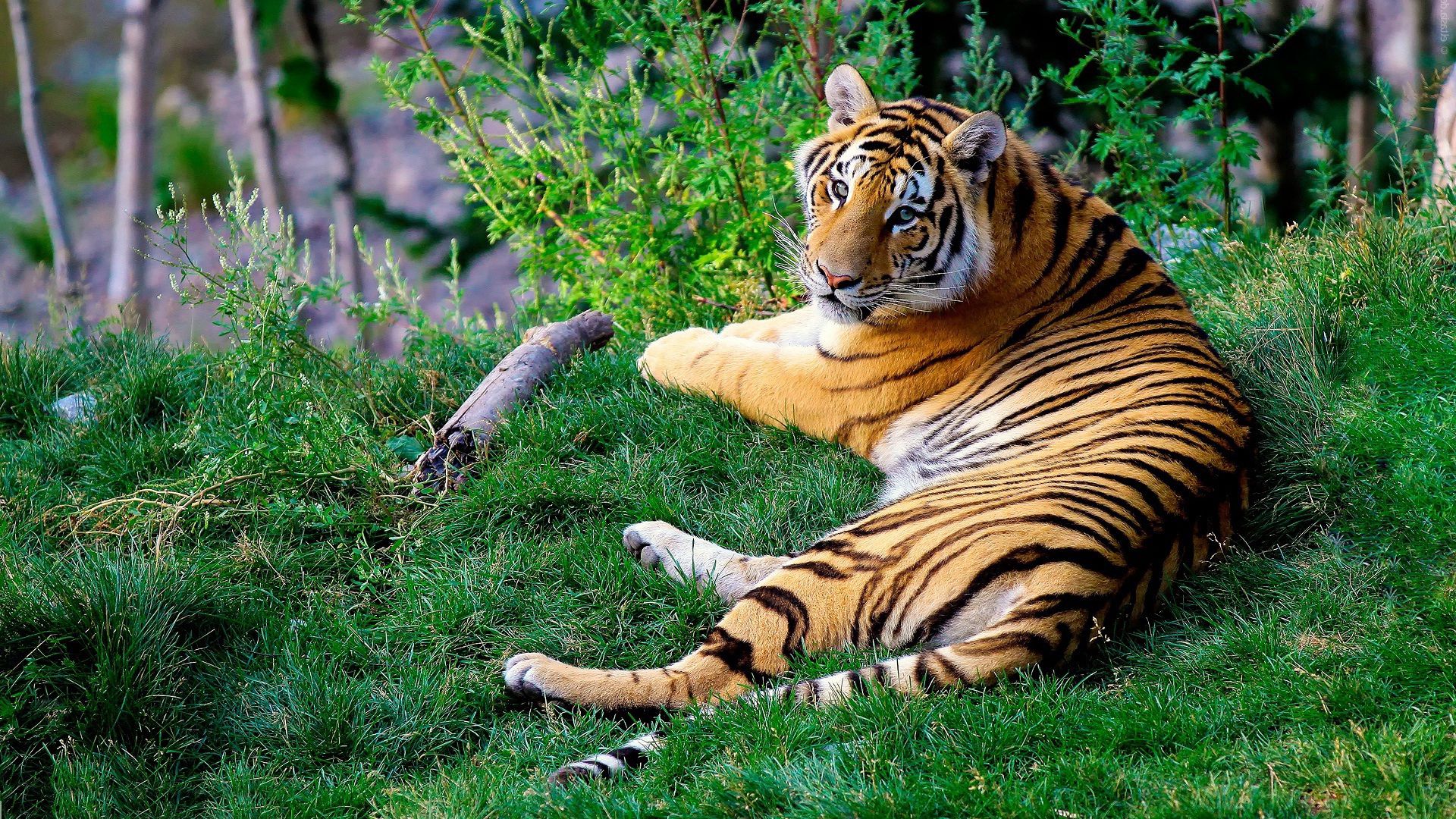 Free download wallpaper Grass, Predator, Bengal Tiger, Animals on your PC desktop