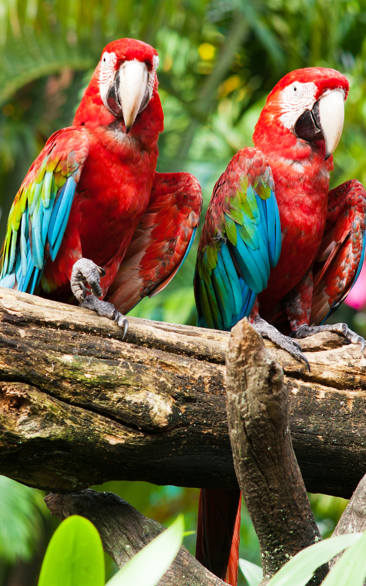 Download mobile wallpaper Red And Green Macaw, Birds, Animal for free.