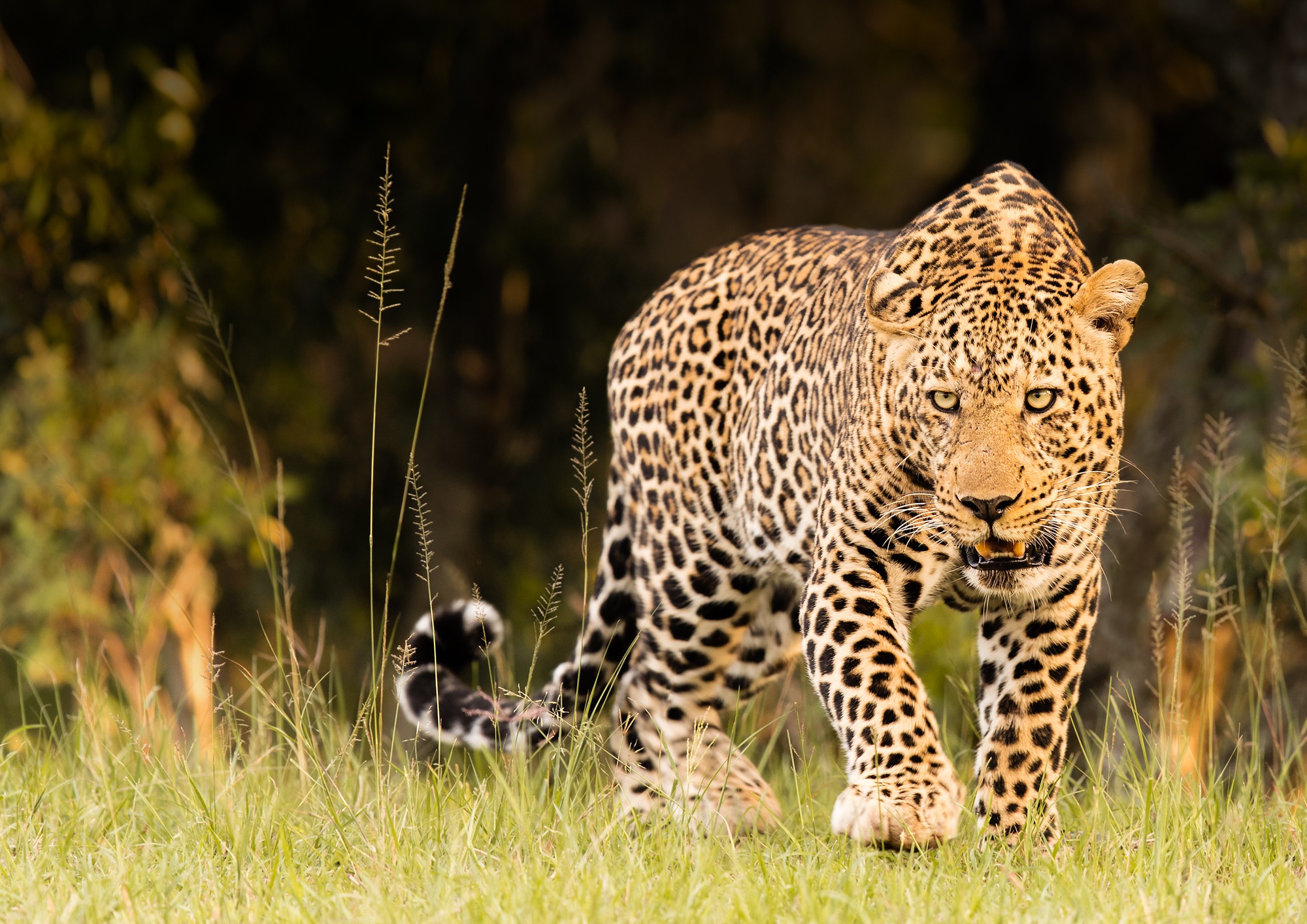 Laden Sie das Tiere, Katzen, Leopard-Bild kostenlos auf Ihren PC-Desktop herunter