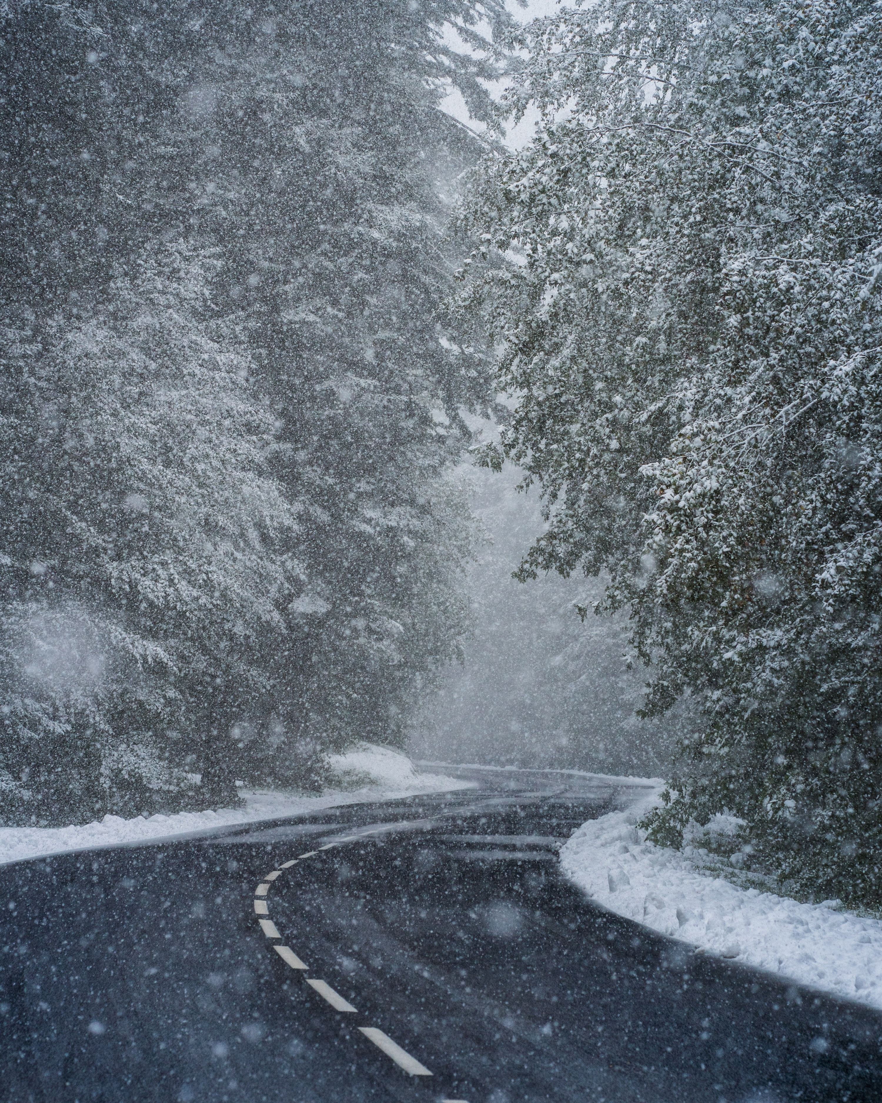 winter, nature, trees, snow, road, turn, snowstorm