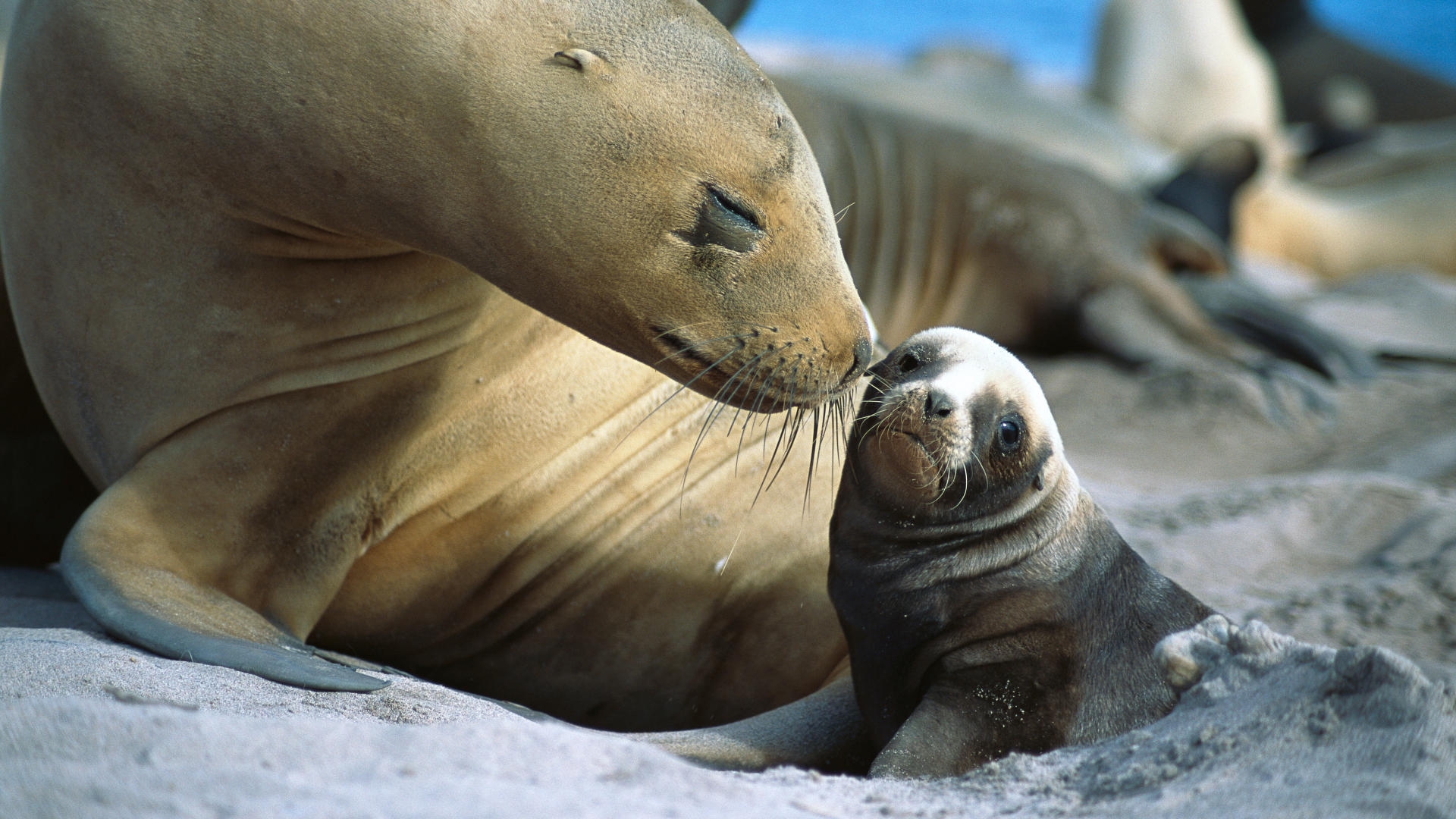 34508 скачать обои тюлени, животные - заставки и картинки бесплатно