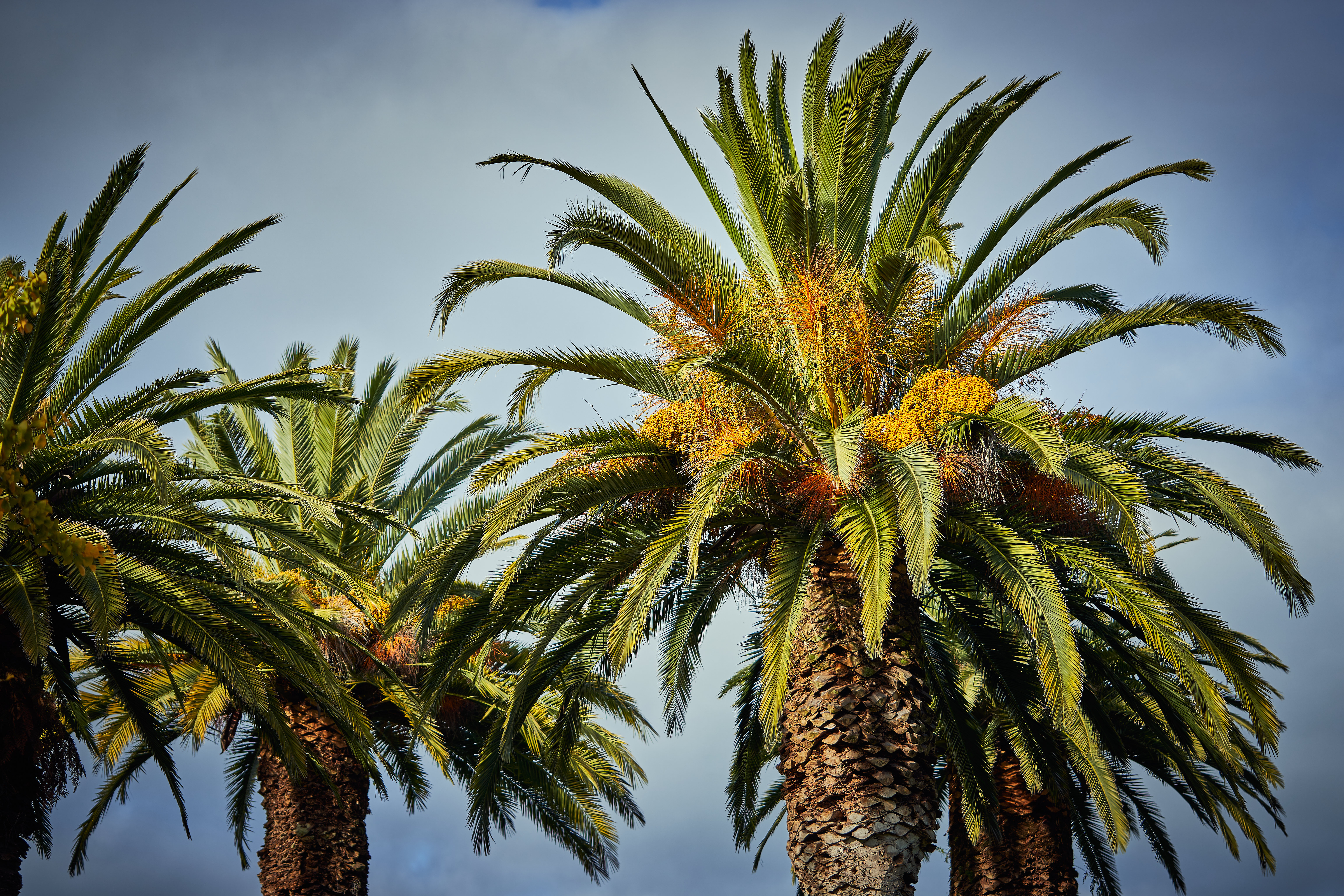 Baixe gratuitamente a imagem Céu, Folhas, Madeira, Tropical, Natureza, Árvore, Palms na área de trabalho do seu PC