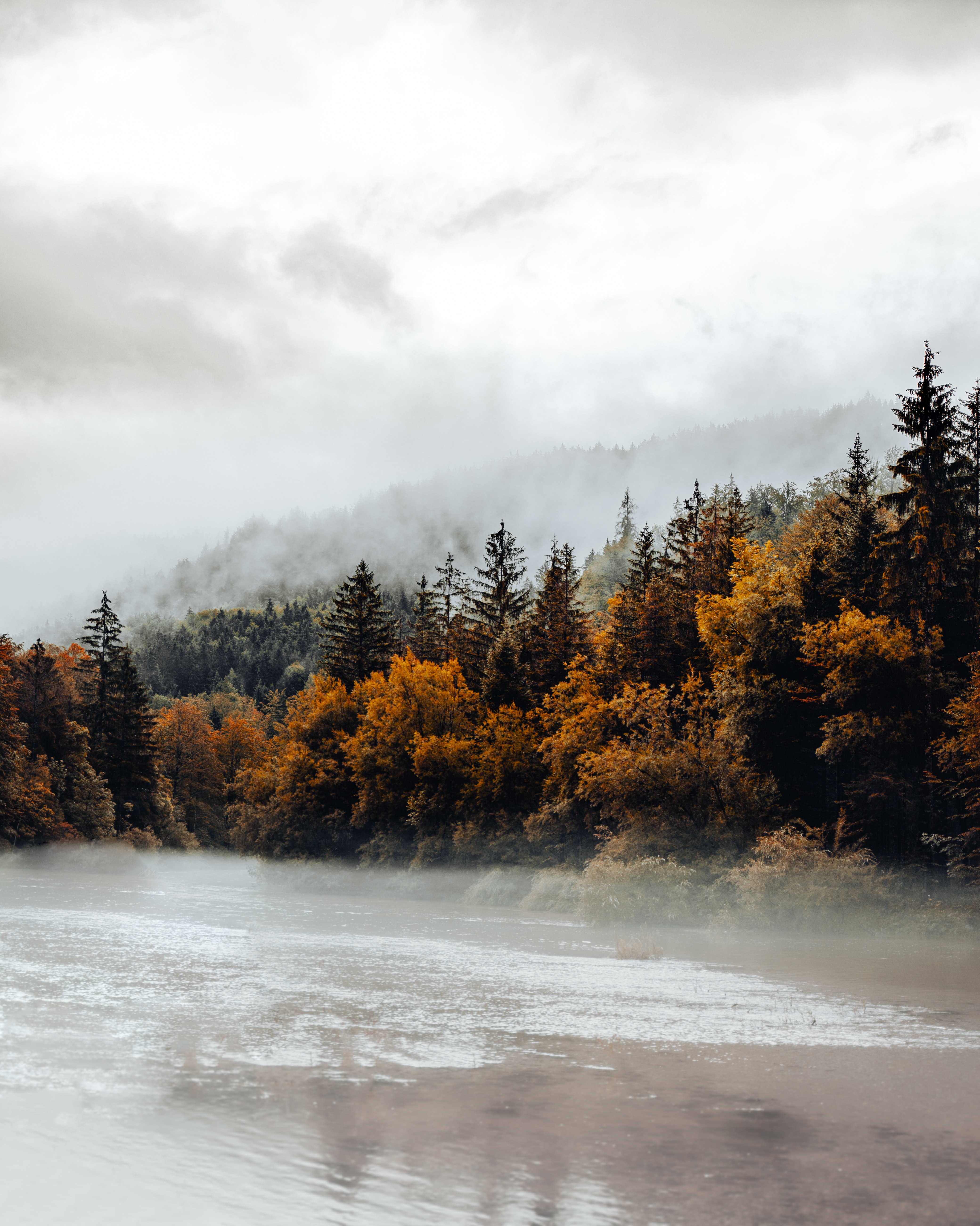 PCデスクトップに自然, 森, スプルース, モミ, 川, 森林, 霧, 秋画像を無料でダウンロード
