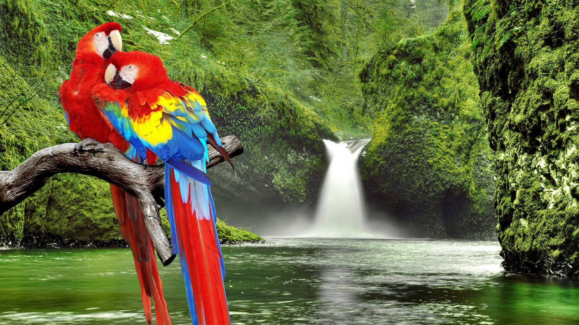 animal, scarlet macaw, bird, birds