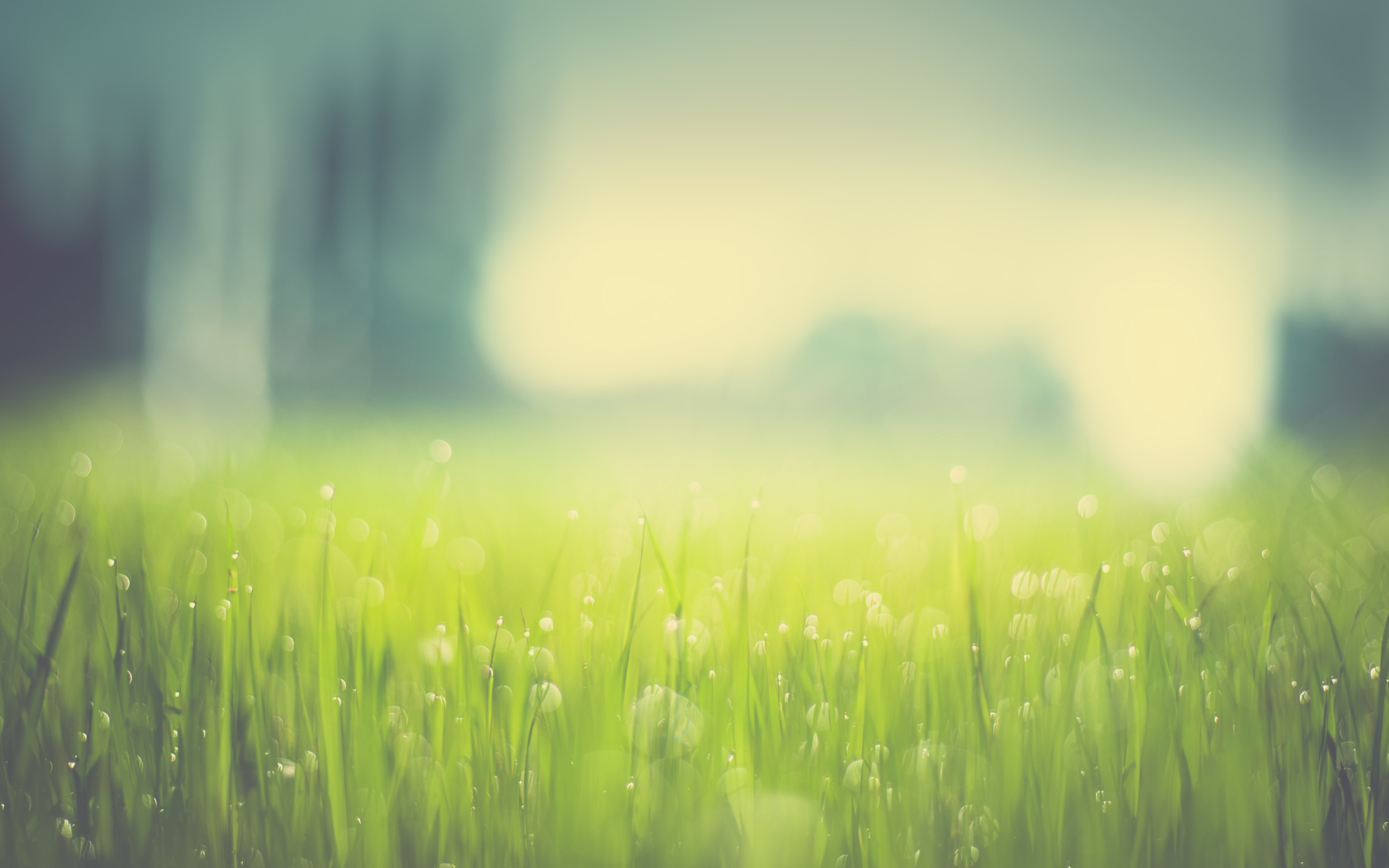 Download mobile wallpaper Grass, Macro, Earth, Bokeh for free.