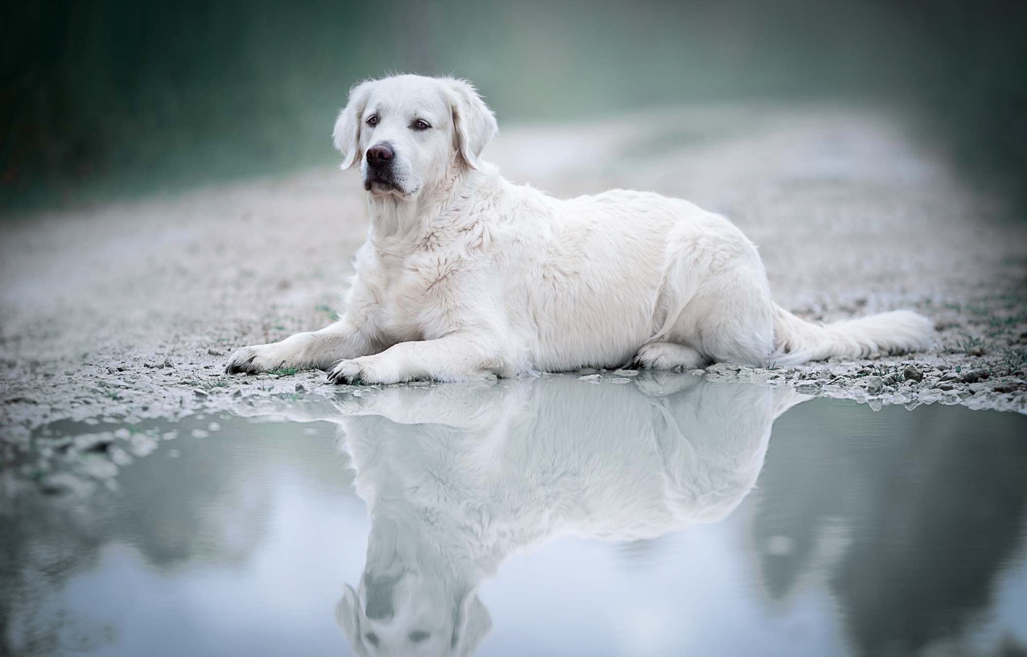 Download mobile wallpaper Dogs, Reflection, Dog, Animal, Labrador for free.