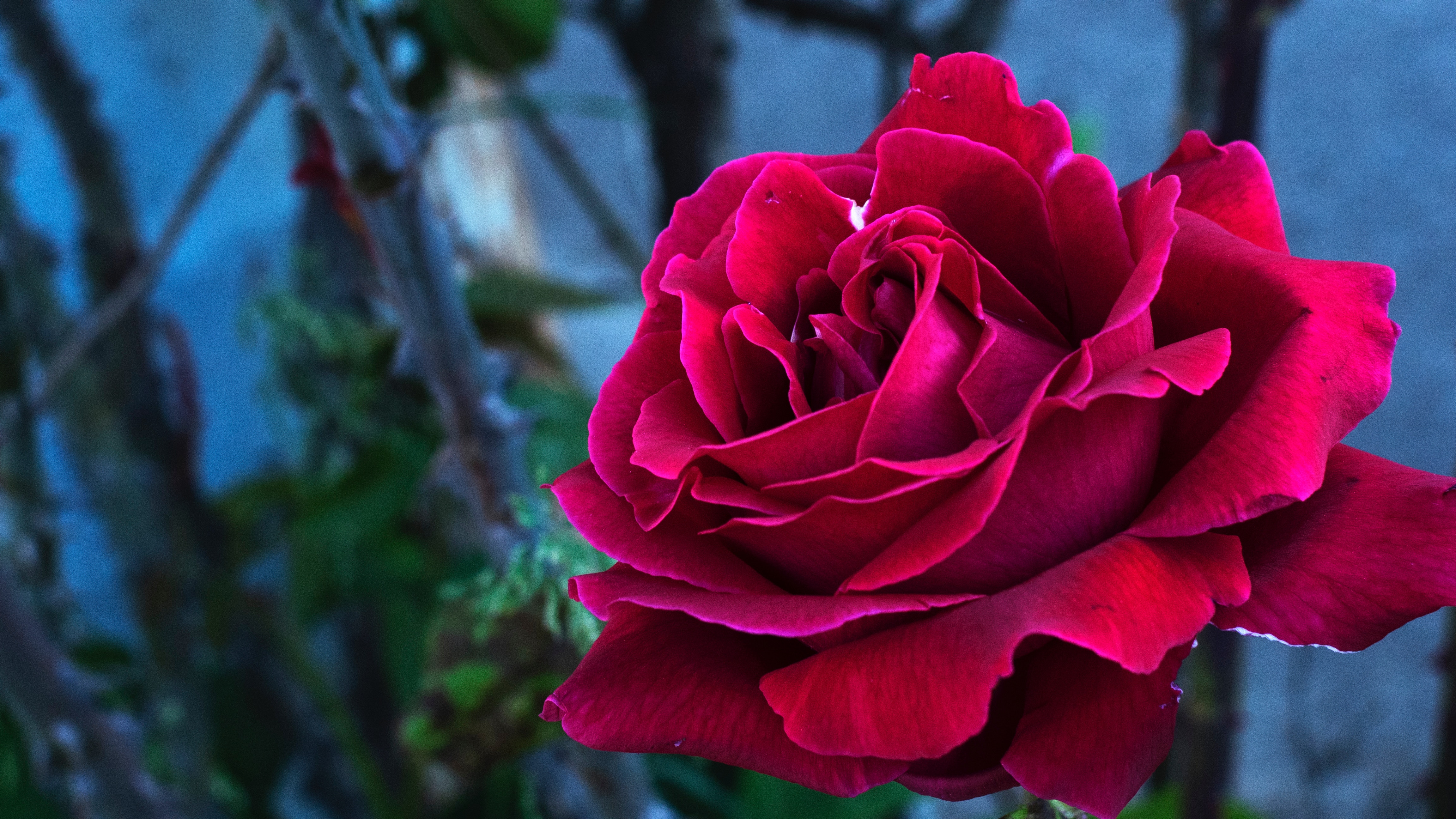 Free download wallpaper Bud, Rose Flower, Rose, Petals, Flowers on your PC desktop