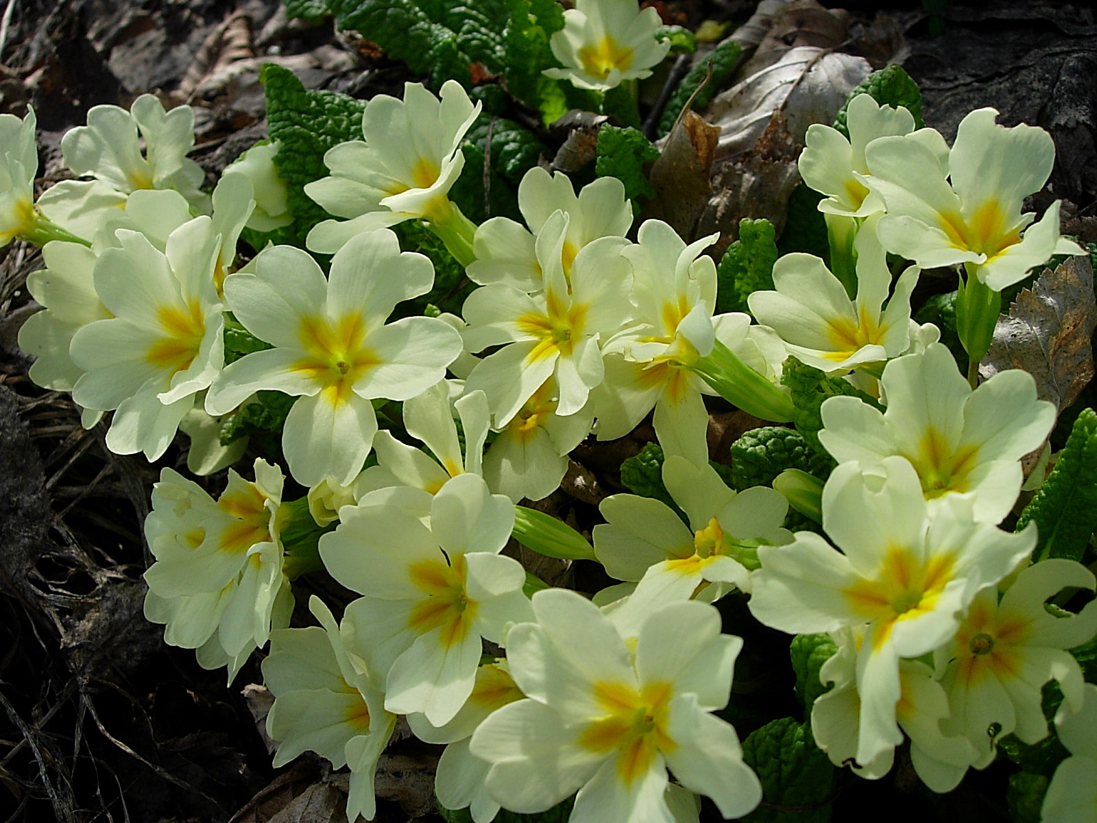 Descarga gratis la imagen Flores, Flor, De Cerca, Flor Blanca, Tierra/naturaleza en el escritorio de tu PC