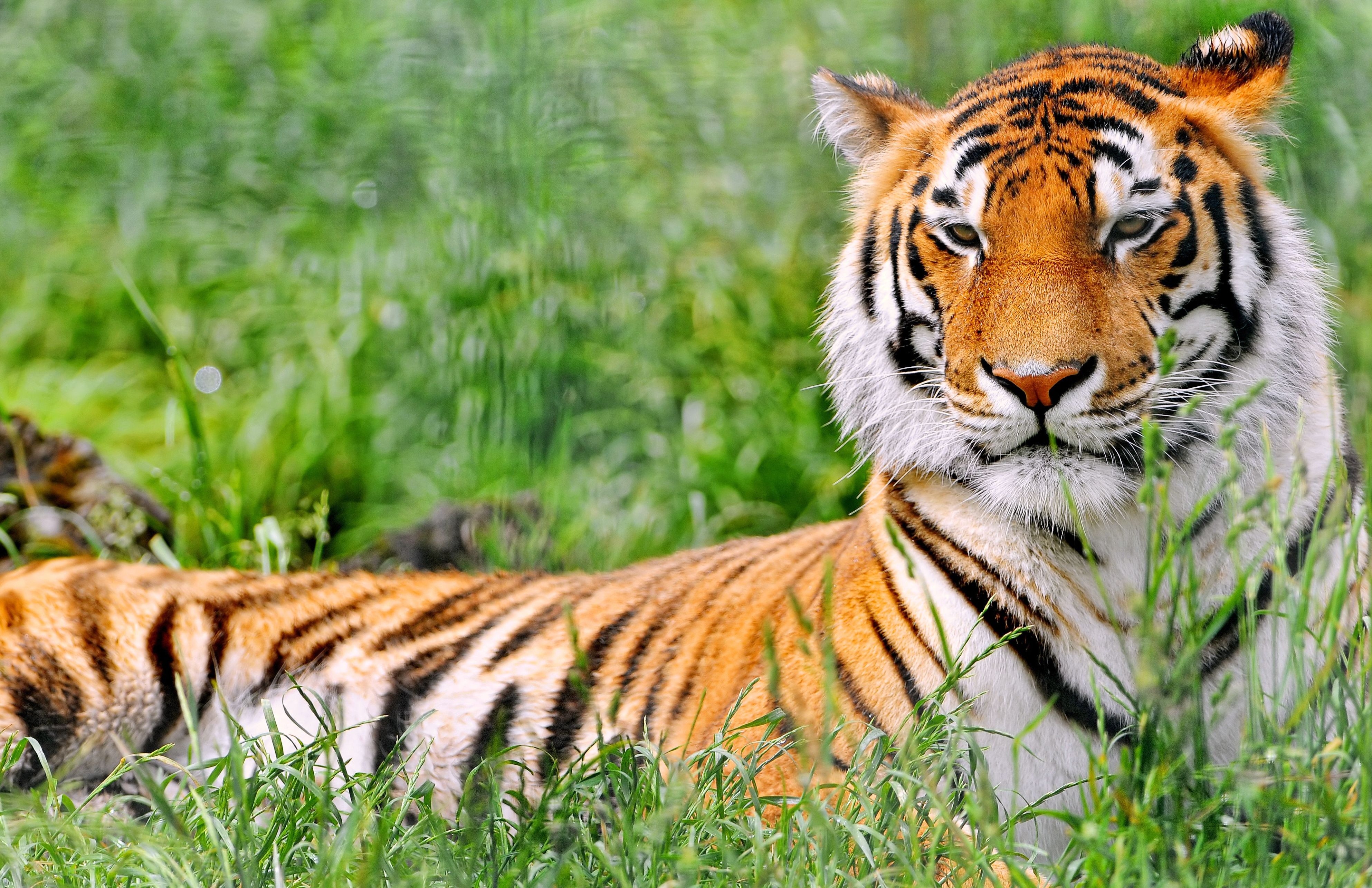 Download mobile wallpaper Predator, Lie, To Lie Down, Grass, Animals, Tiger for free.