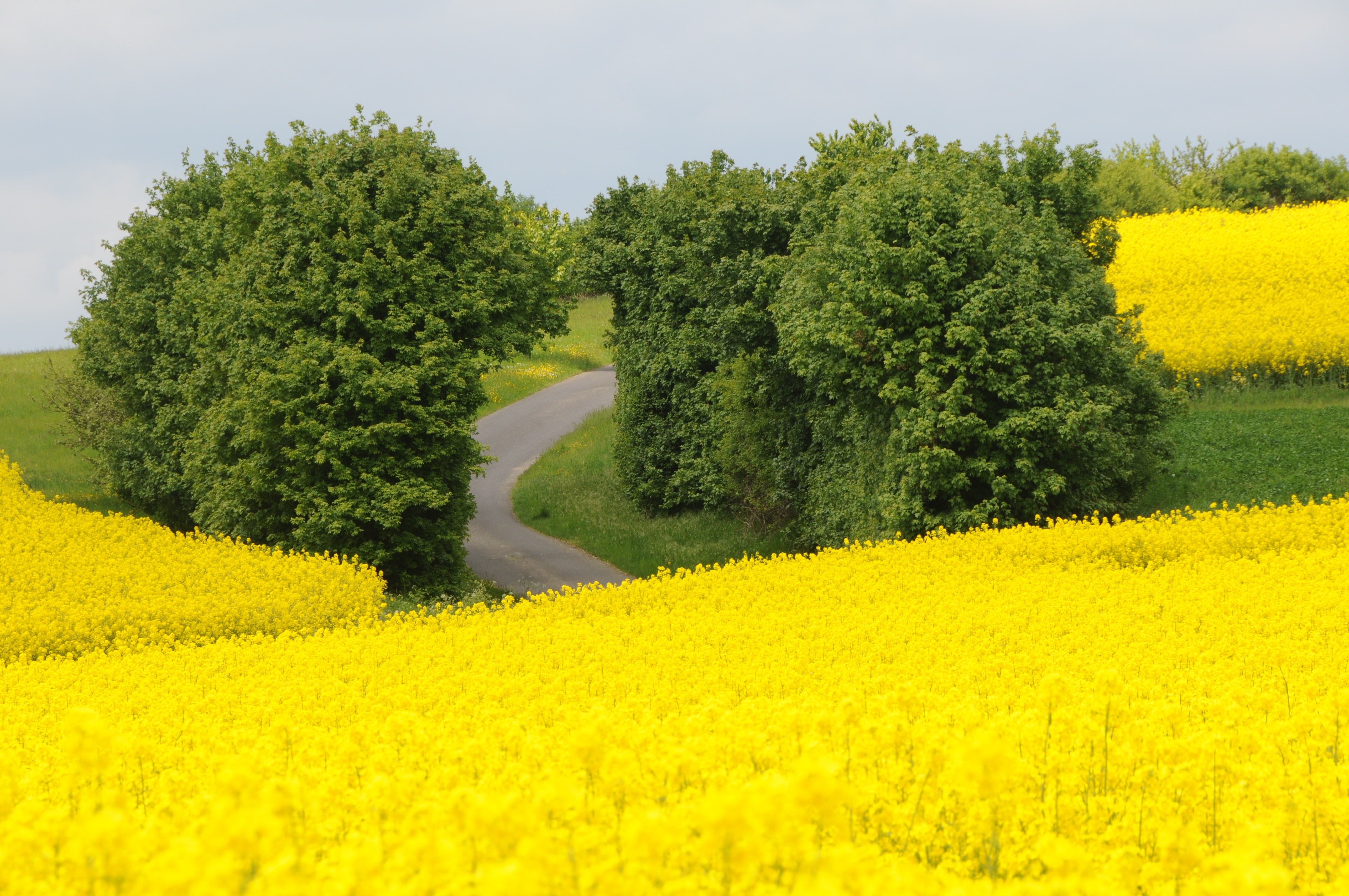 field, photography, rapeseed, earth, flower, green, road, tree, yellow flower