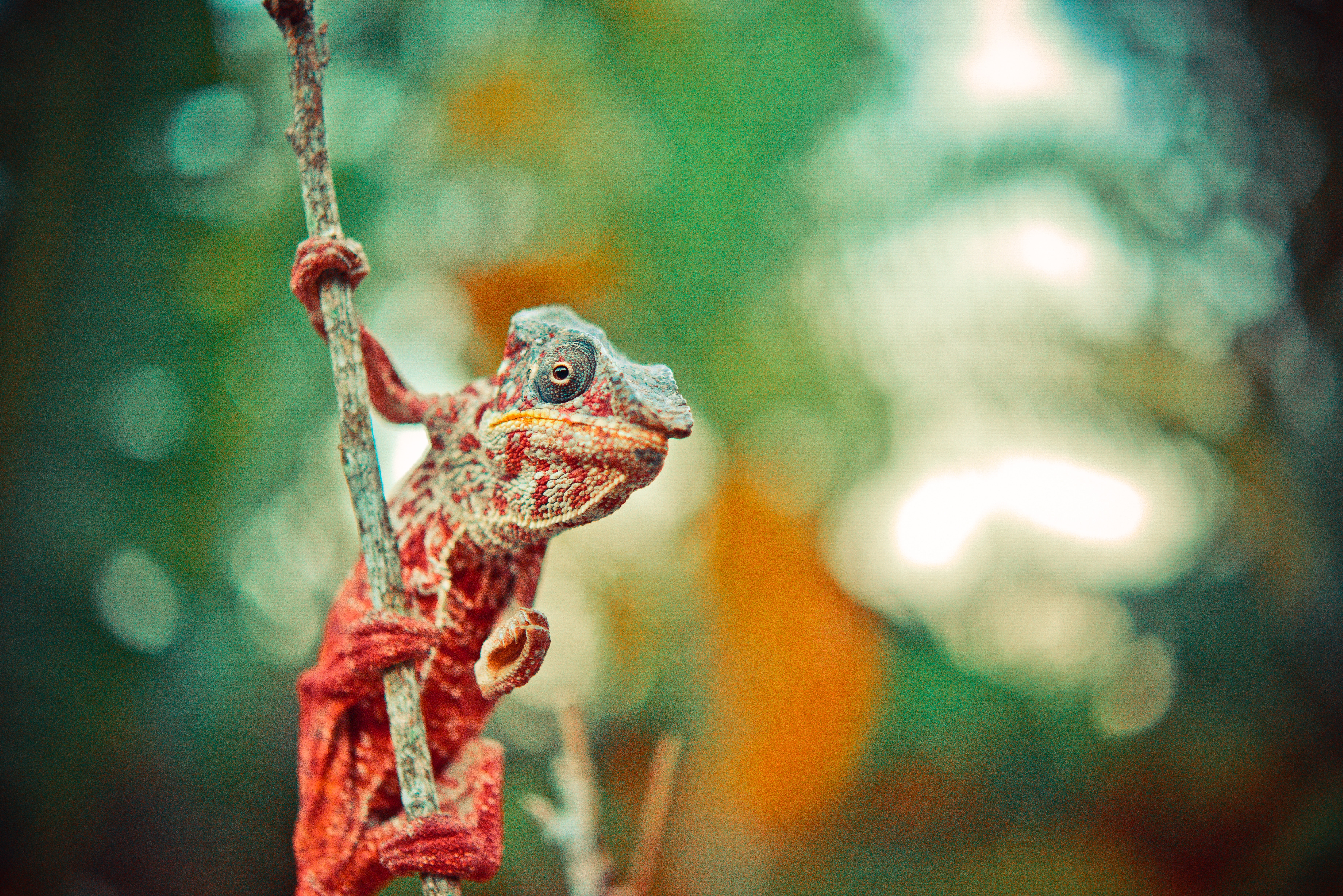 Free download wallpaper Lizard, Chameleon, Animals, Reptile, Color on your PC desktop