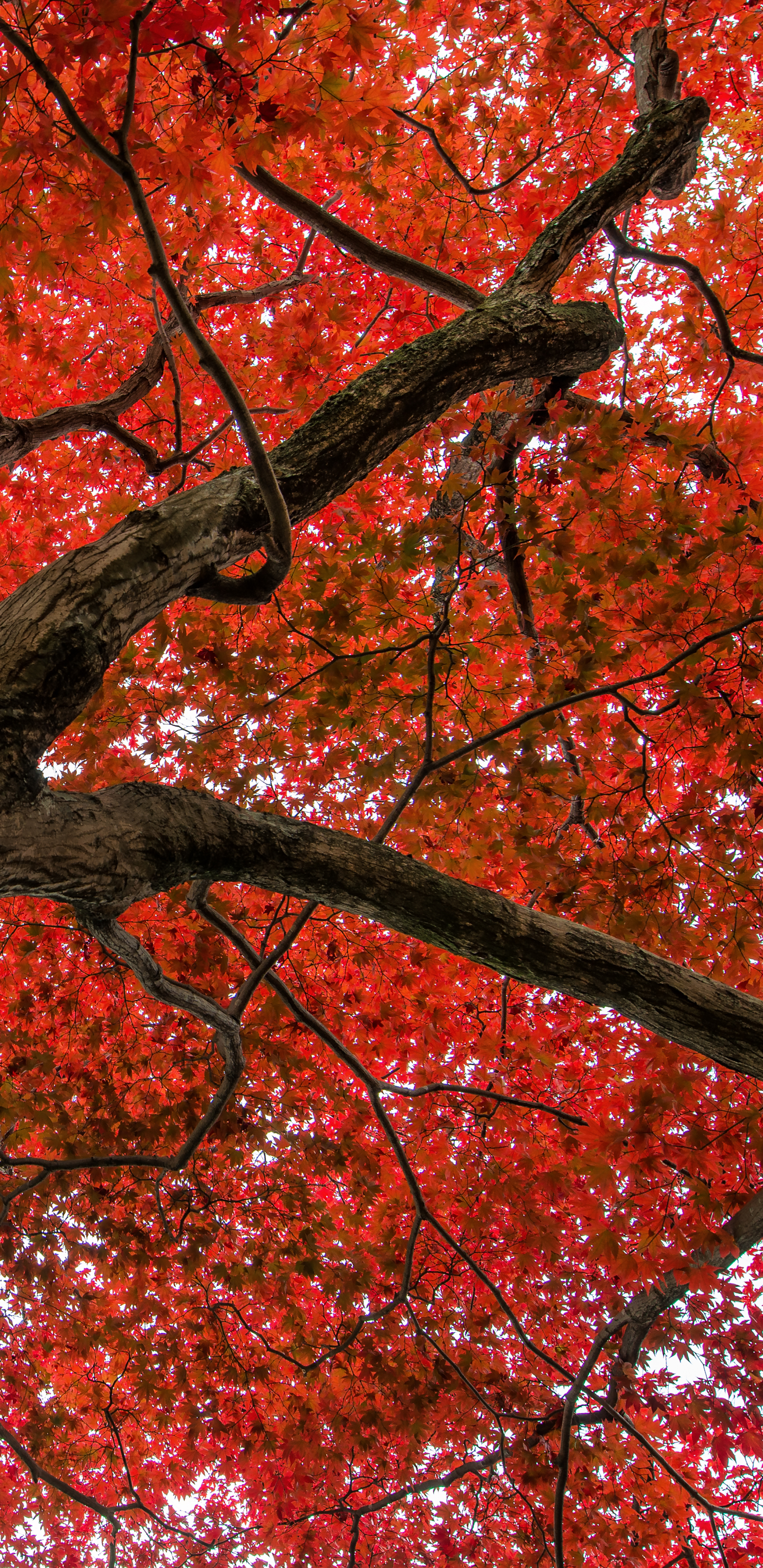 Download mobile wallpaper Trees, Fall, Branch, Earth, Japan, Maple Tree for free.