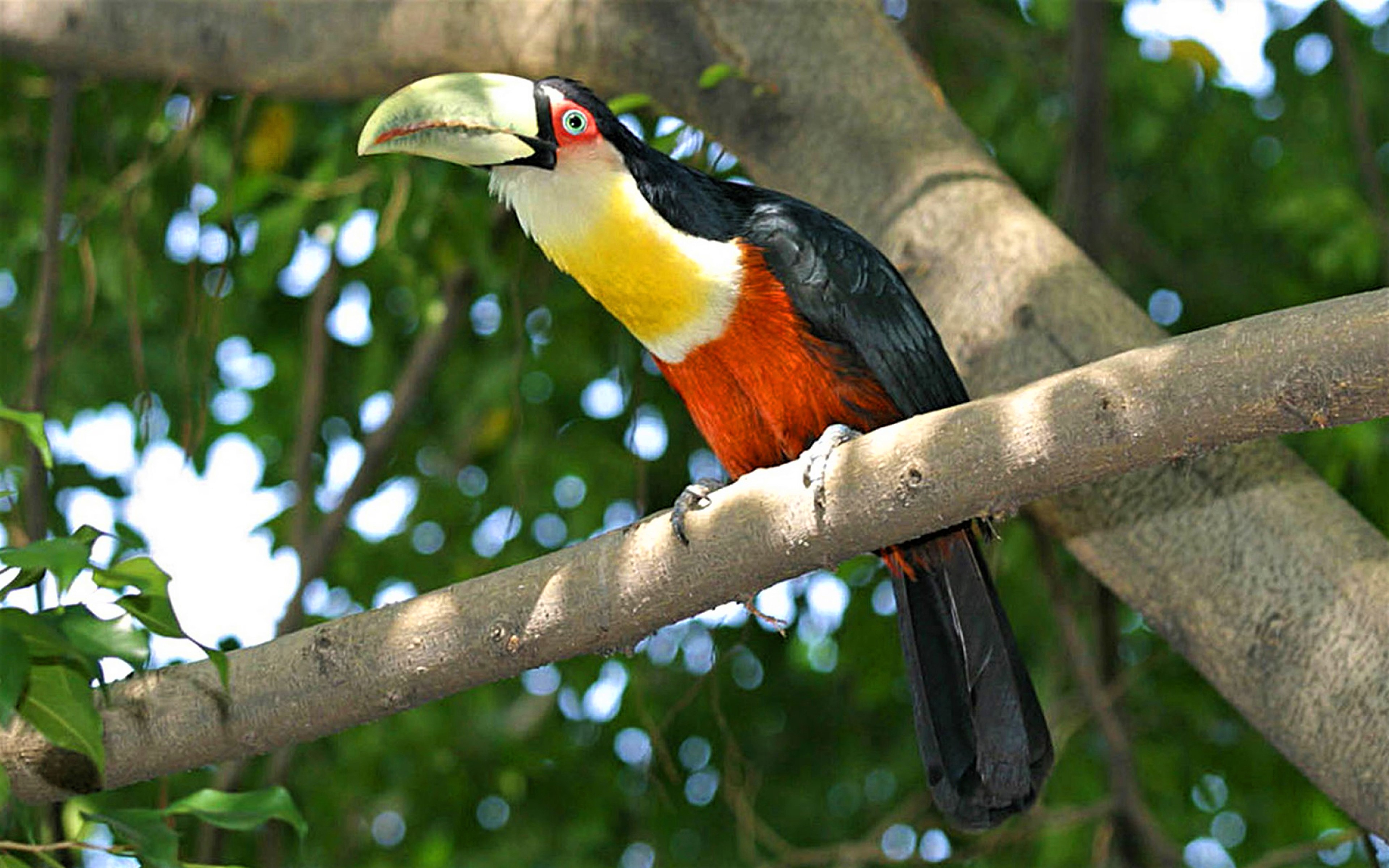 animal, toucan, bird, branch, toco toucan