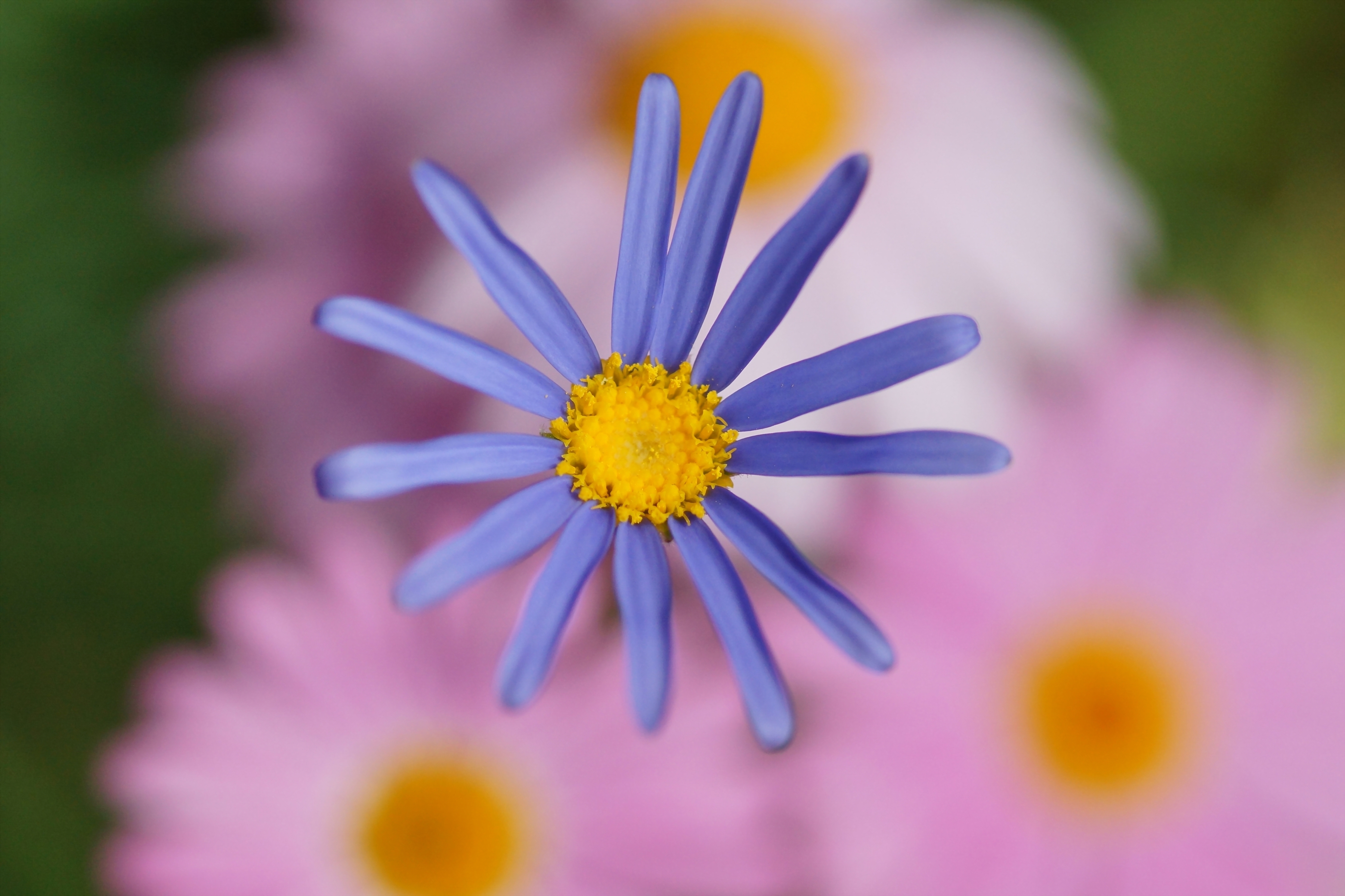 Descarga gratuita de fondo de pantalla para móvil de Flores, Flor, Tierra/naturaleza.