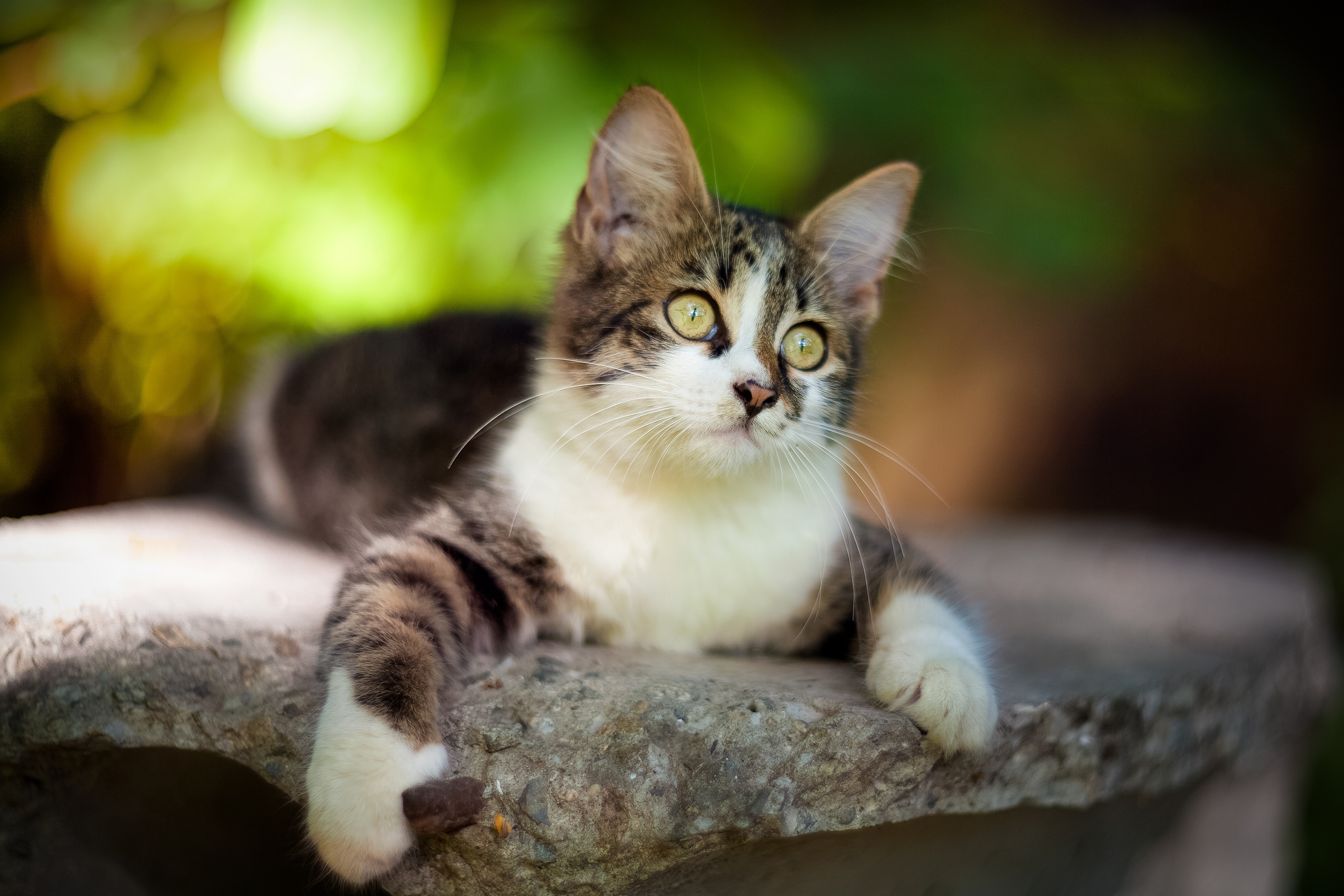 Téléchargez gratuitement l'image Animaux, Chats, Chat sur le bureau de votre PC