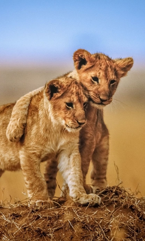 Download mobile wallpaper Cats, Lion, Animal, Baby Animal, Cub for free.