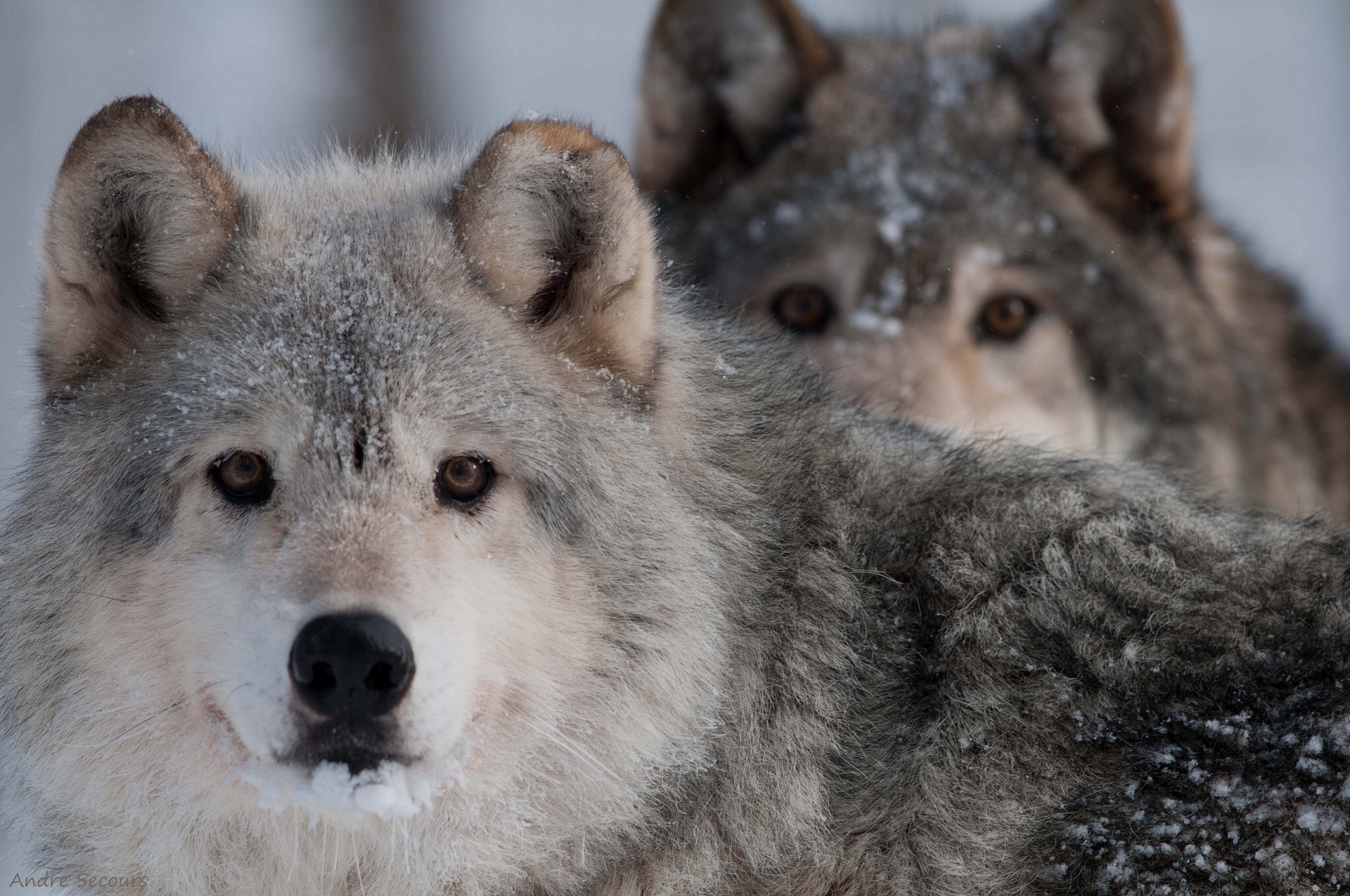 Download mobile wallpaper Wolves, Wolf, Snow, Animal for free.