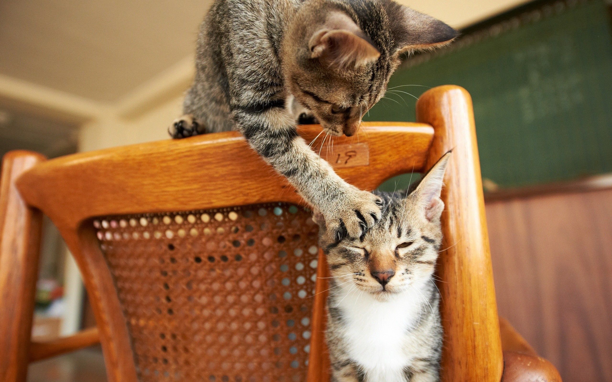 115954 скачать обои коты, животные, пара, стул, игривые - заставки и картинки бесплатно