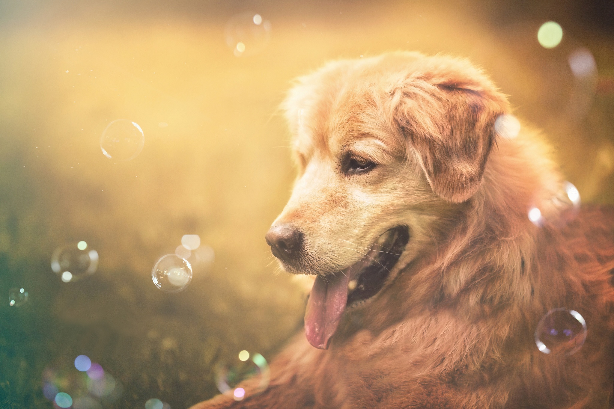 Laden Sie das Tiere, Hunde, Hund, Golden Retriever, Seifenblase-Bild kostenlos auf Ihren PC-Desktop herunter