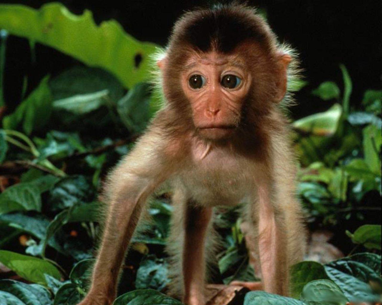 1439935 baixar imagens animais, macaco, bonitinho - papéis de parede e protetores de tela gratuitamente