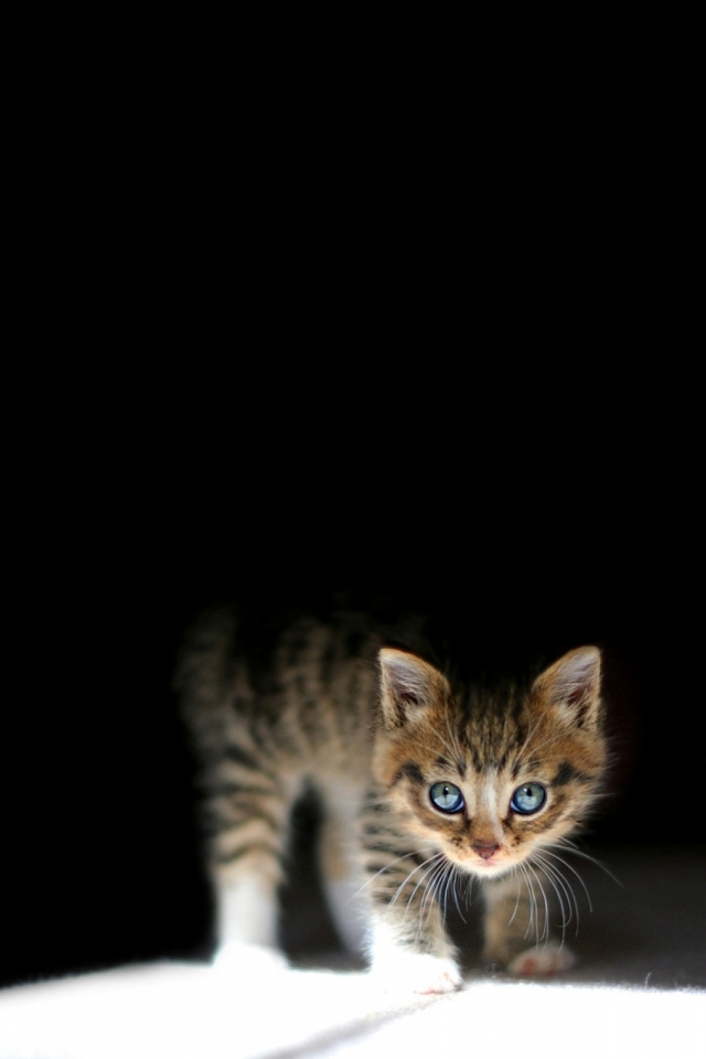 Handy-Wallpaper Tiere, Katzen, Katze kostenlos herunterladen.