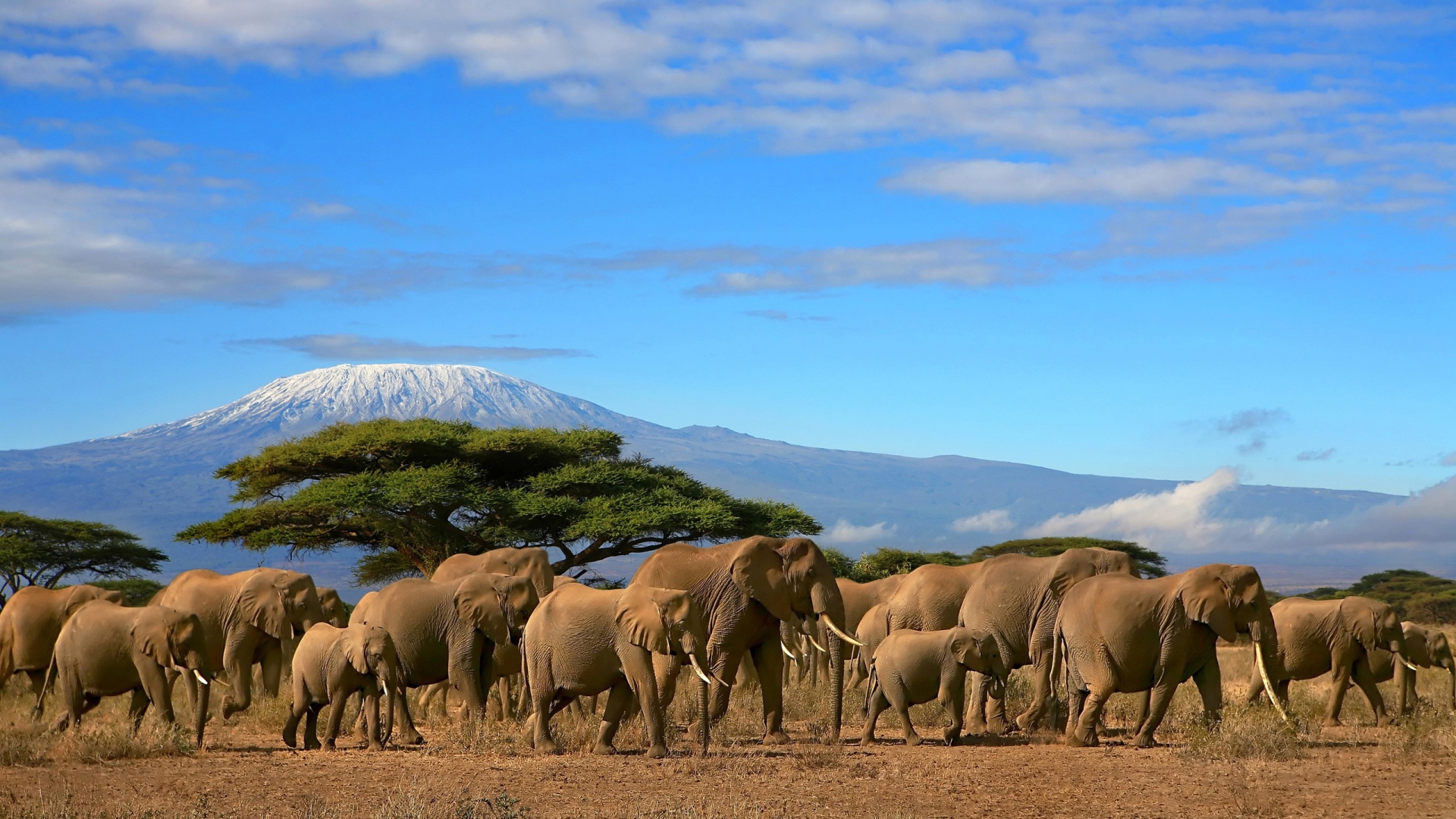 280285 скачать обои слоны, дерево, африка, саванна, животные, африканский слон, гора киламанджаро, гора - заставки и картинки бесплатно