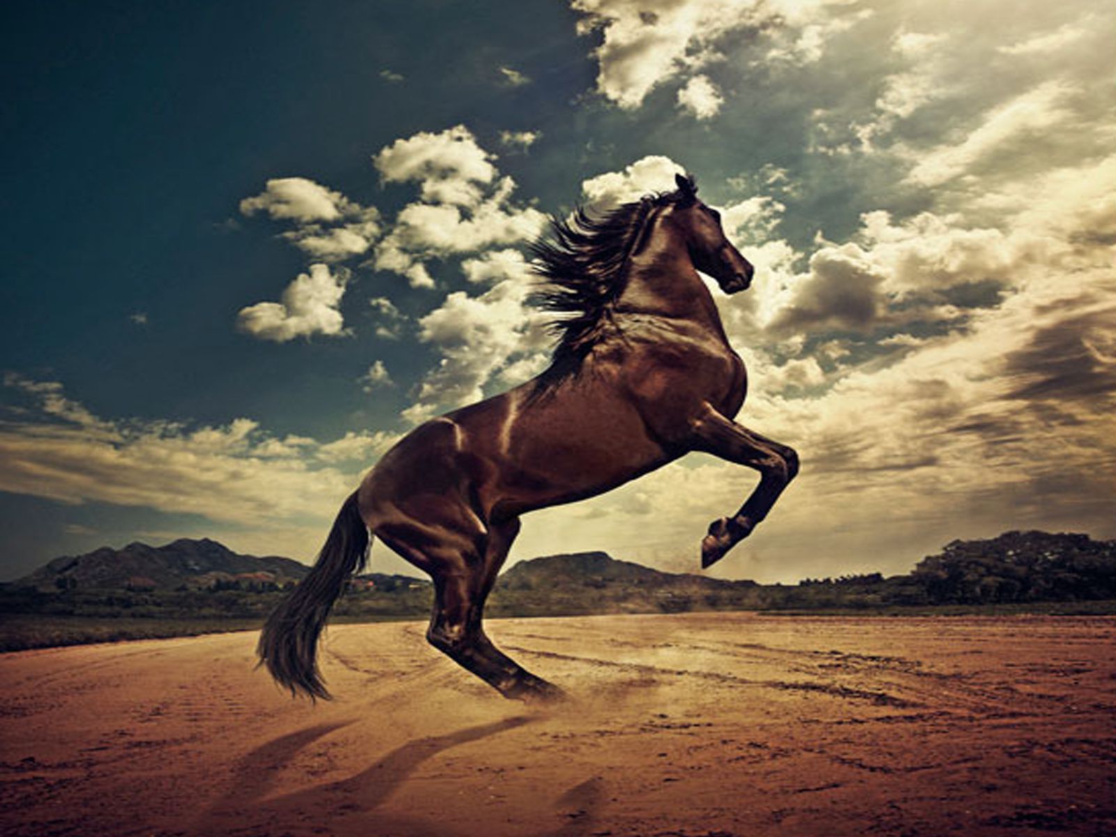 Скачати мобільні шпалери Тварина, Кінь безкоштовно.