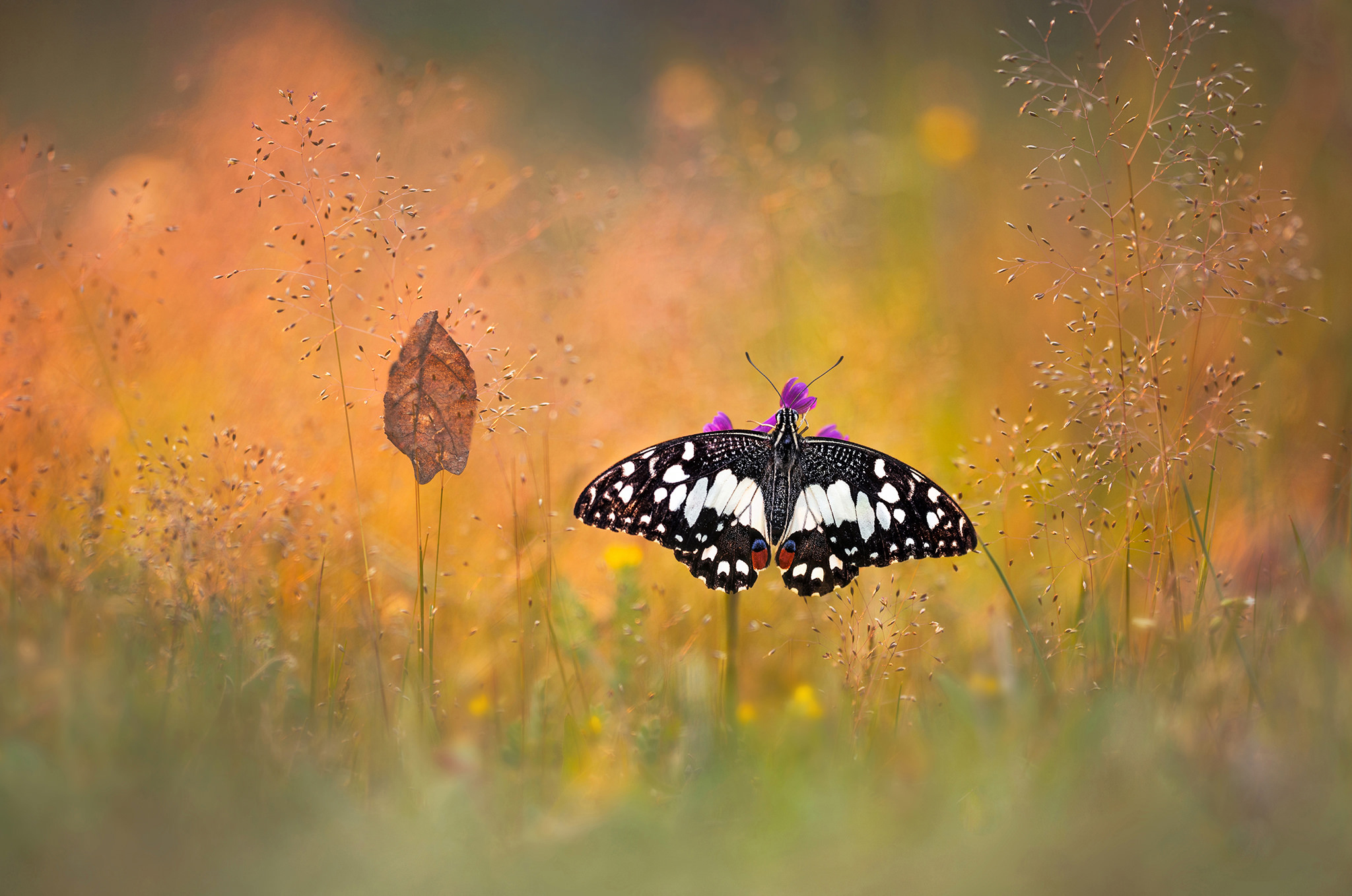 Download mobile wallpaper Grass, Insect, Butterfly, Animal for free.