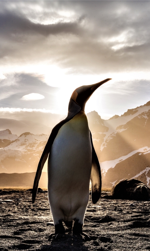 Download mobile wallpaper Birds, Bird, Animal, Penguin, Sunbeam, Emperor Penguin, Sunbean for free.