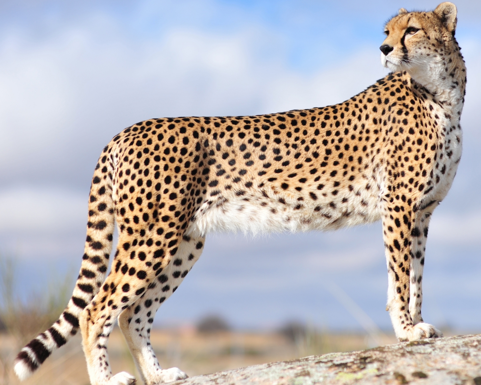 Laden Sie das Tiere, Katzen, Gepard-Bild kostenlos auf Ihren PC-Desktop herunter