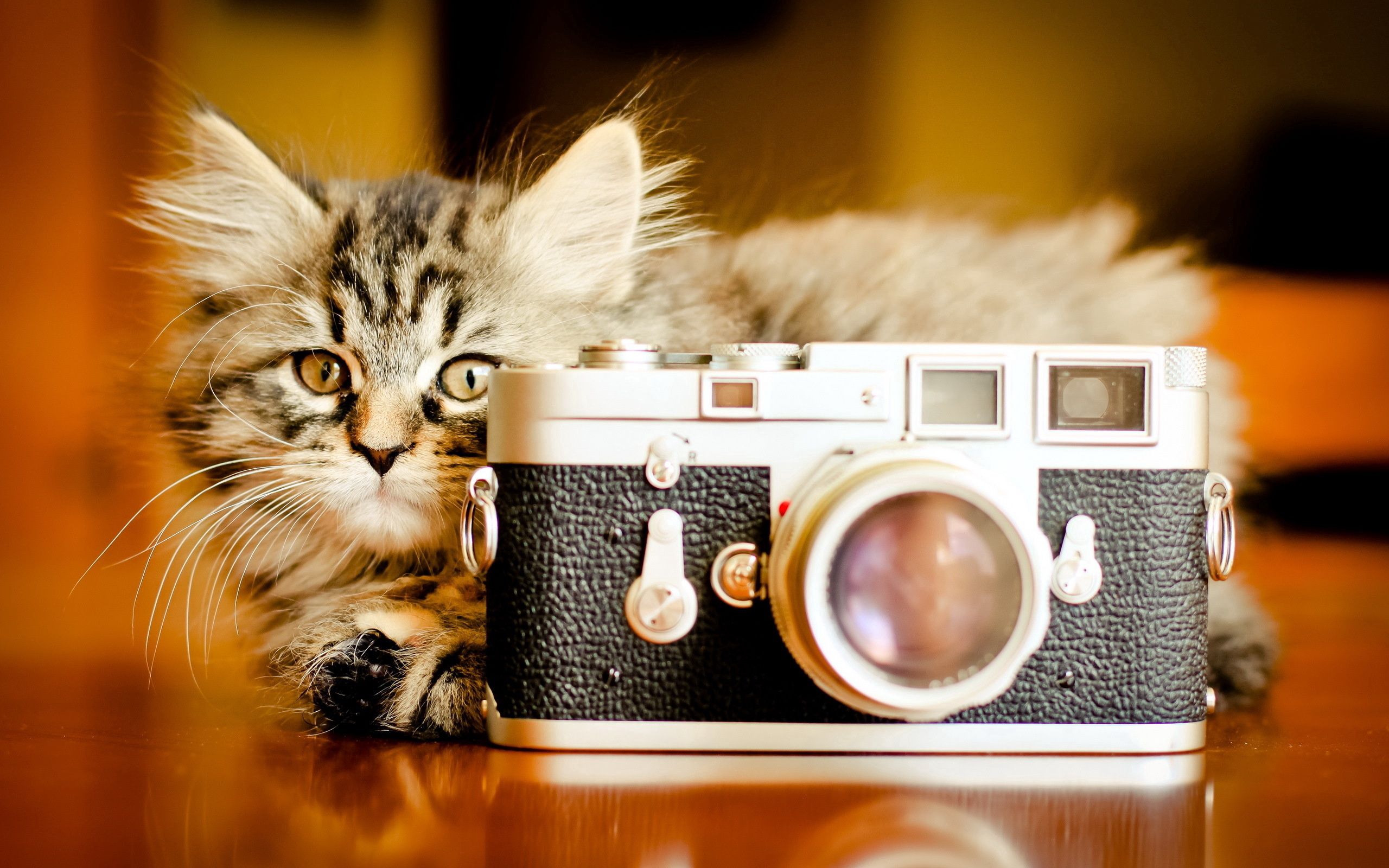 152501 скачать картинку котенок, фотоаппарат, пушистый, животные, игривый - обои и заставки бесплатно