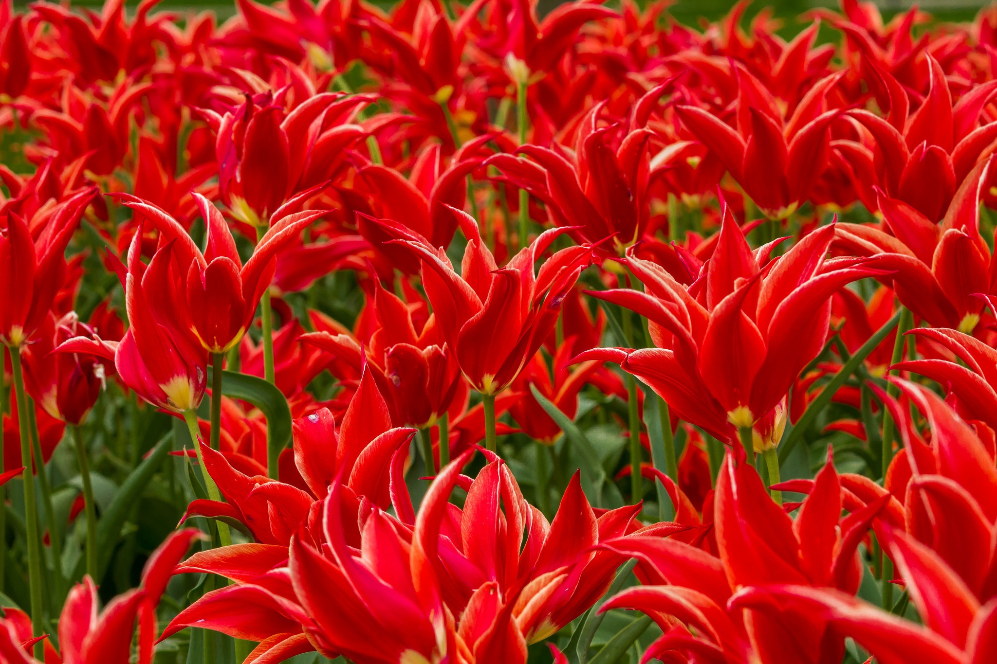 Descarga gratuita de fondo de pantalla para móvil de Naturaleza, Flores, Flor, Flor Roja, Tierra/naturaleza.