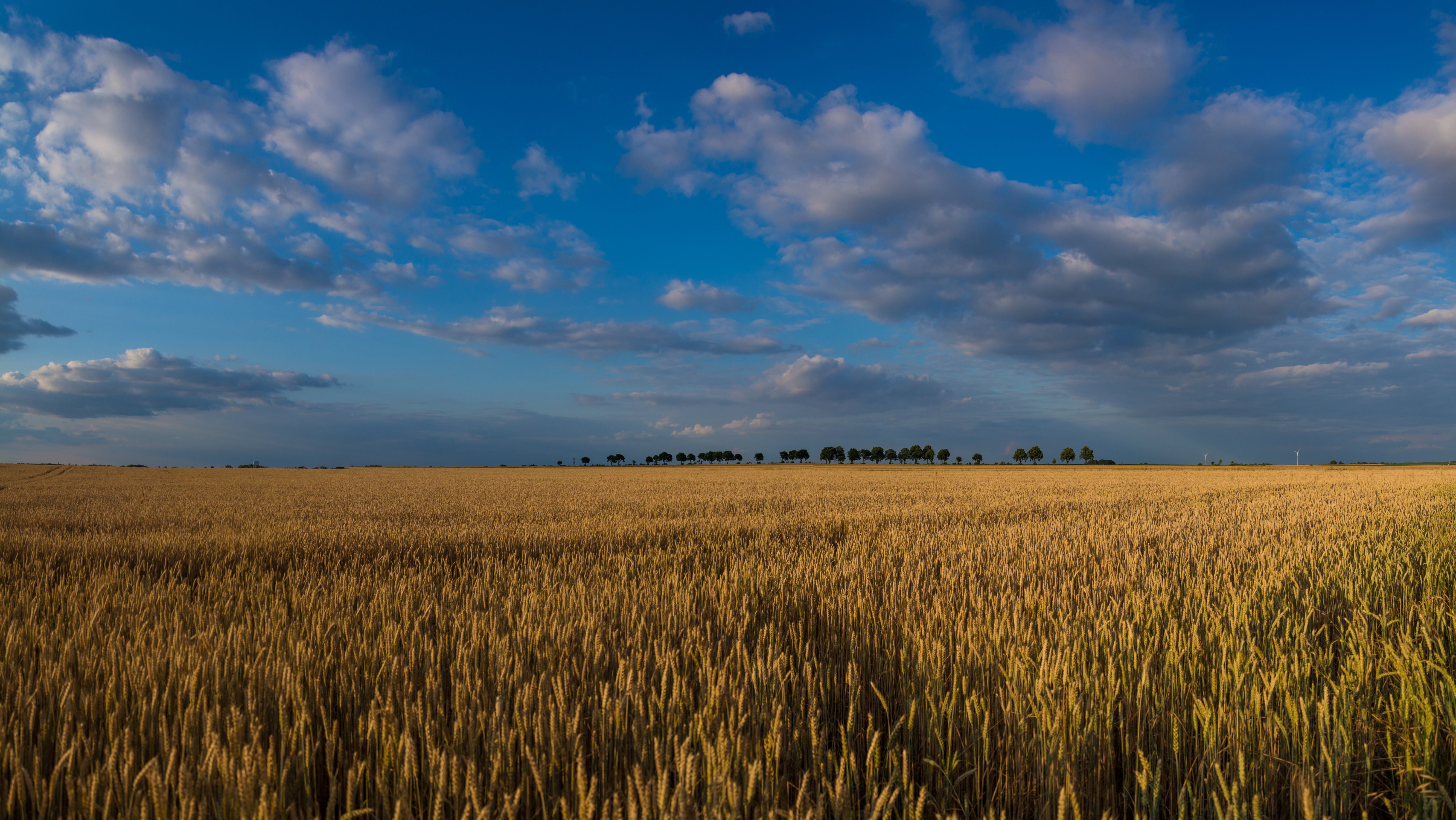 Download mobile wallpaper Landscape, Nature, Sky, Summer, Wheat, Earth, Cloud for free.