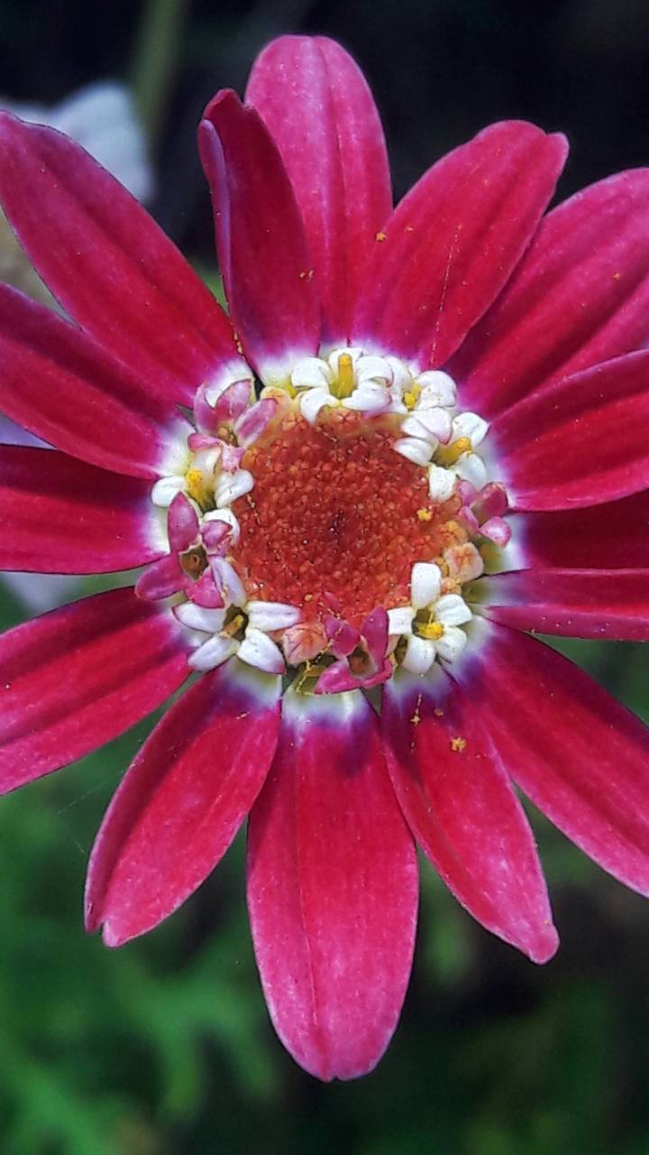 Baixar papel de parede para celular de Flores, Flor, Flor Rosa, Terra, Margarida, Terra/natureza gratuito.