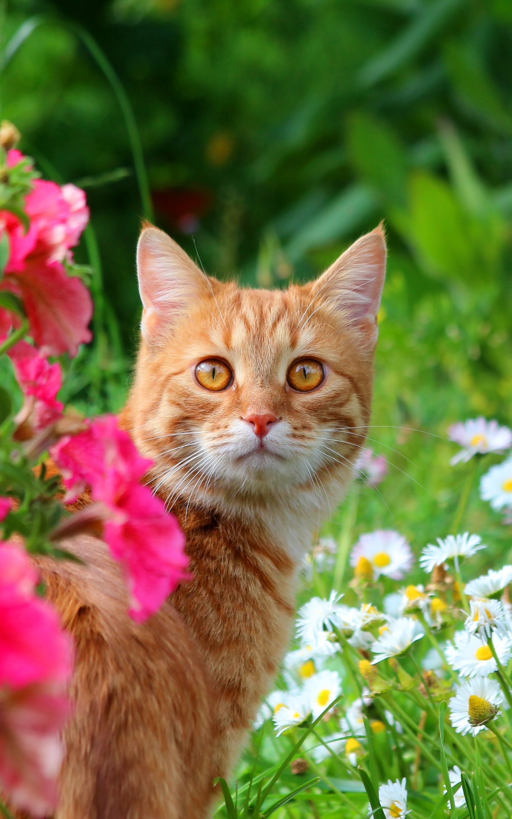 Handy-Wallpaper Tiere, Katzen, Katze, Starren kostenlos herunterladen.