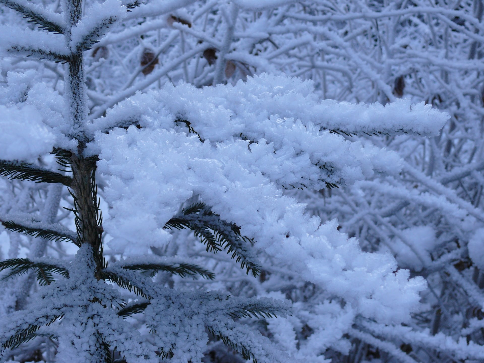 Скачать картинку Зима, Природа, Земля/природа в телефон бесплатно.