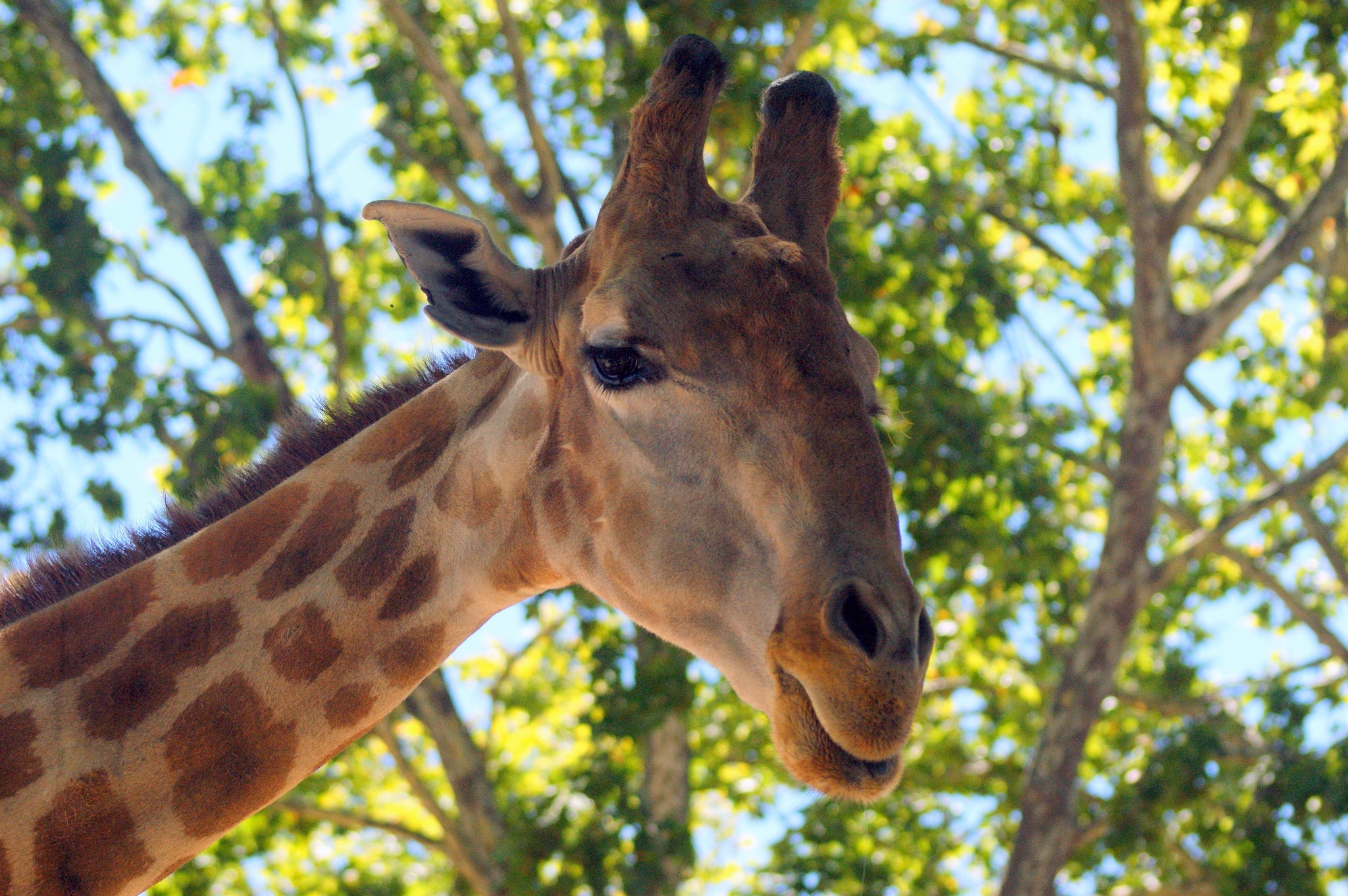 Giraffe Vertical Background