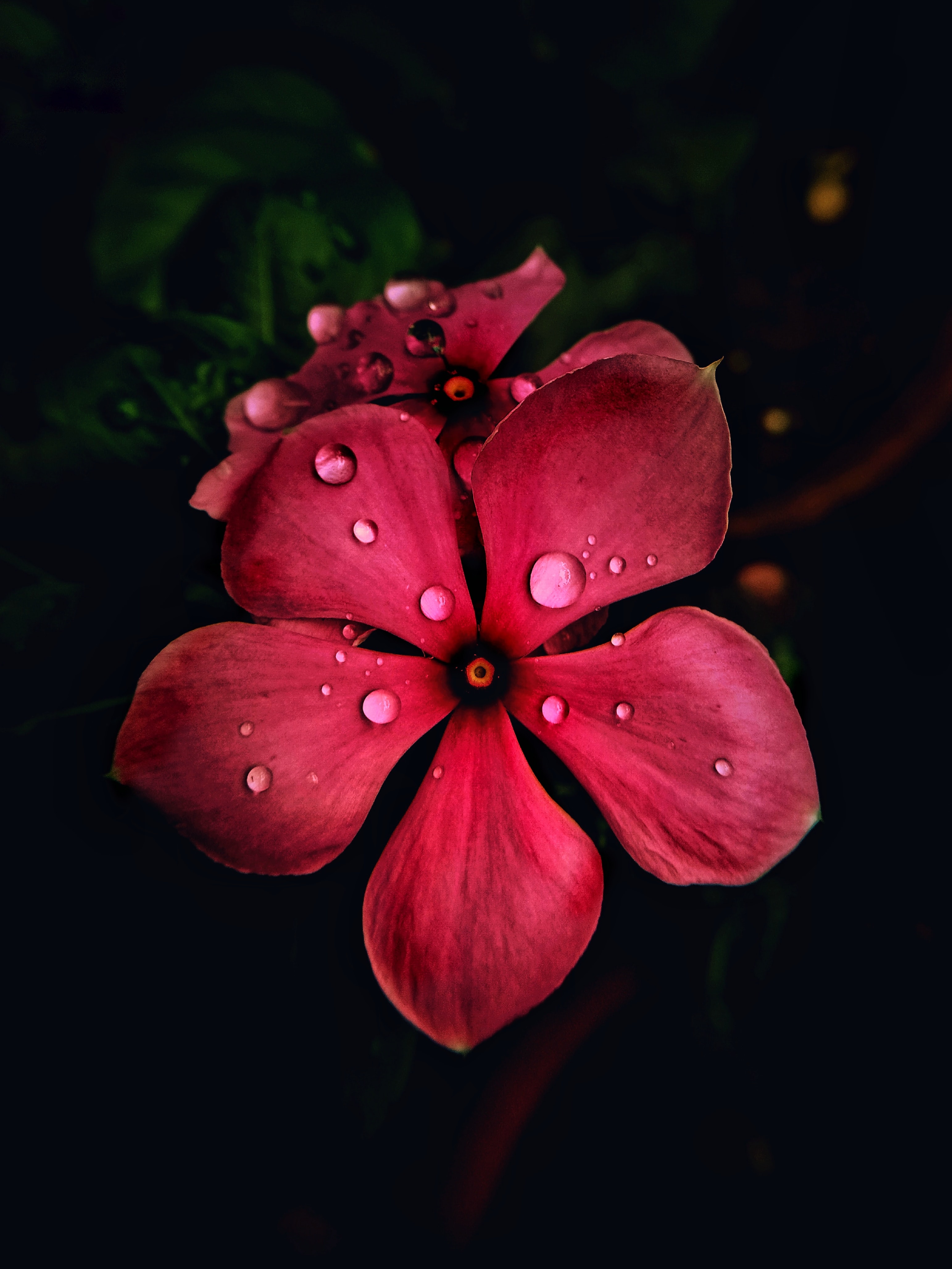 Free download wallpaper Flowers, Macro, Petals, Flower, Dark on your PC desktop