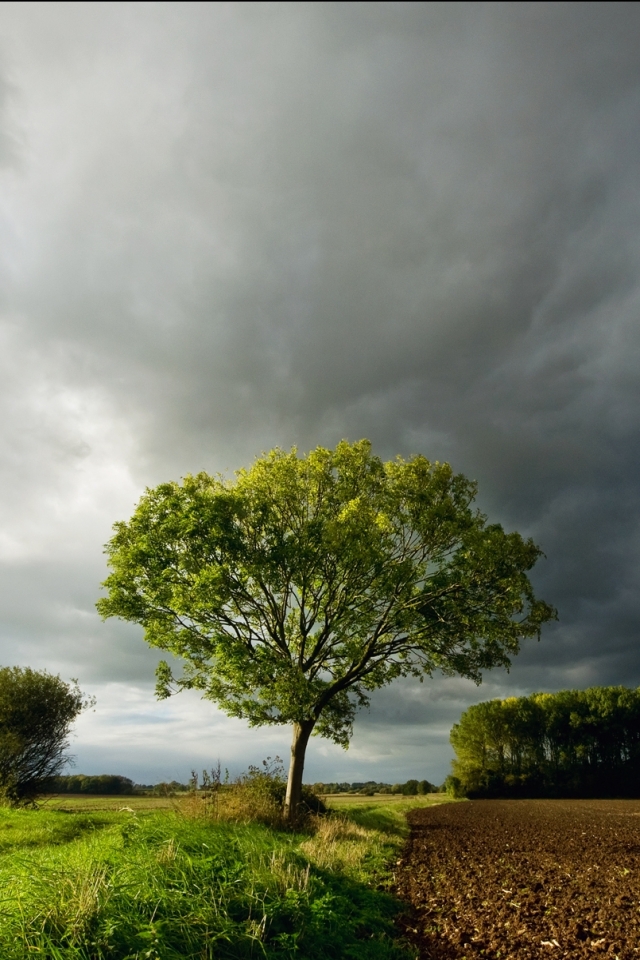 Download mobile wallpaper Landscape, Sky, Tree, Earth, Cloud, Farm, Scenic for free.