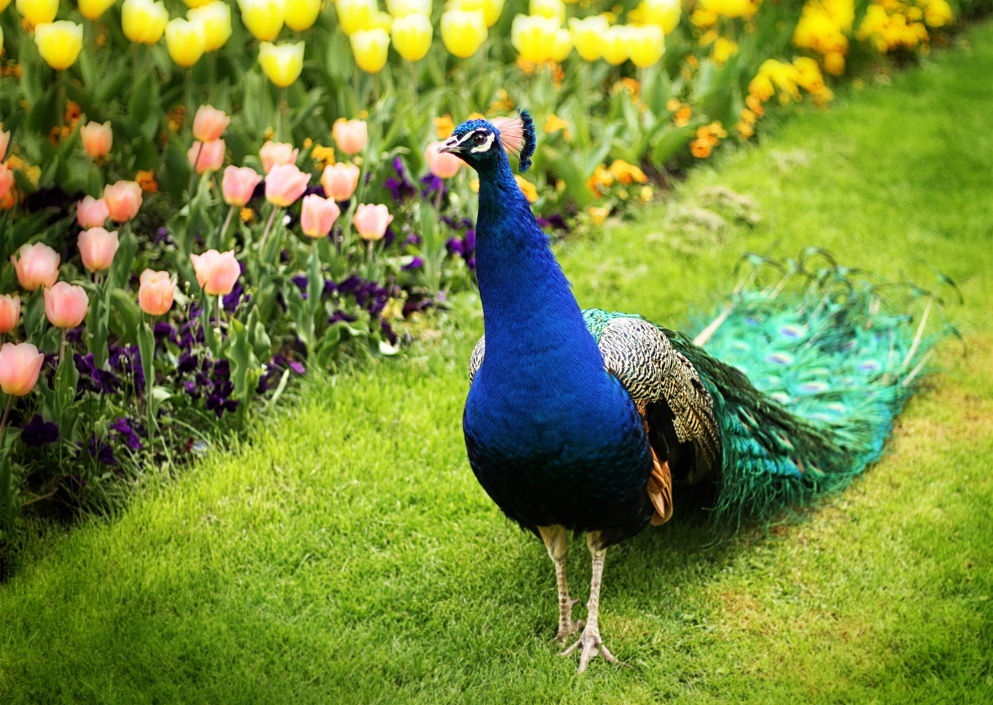 Free download wallpaper Birds, Grass, Bird, Animal, Peacock, Tulip on your PC desktop