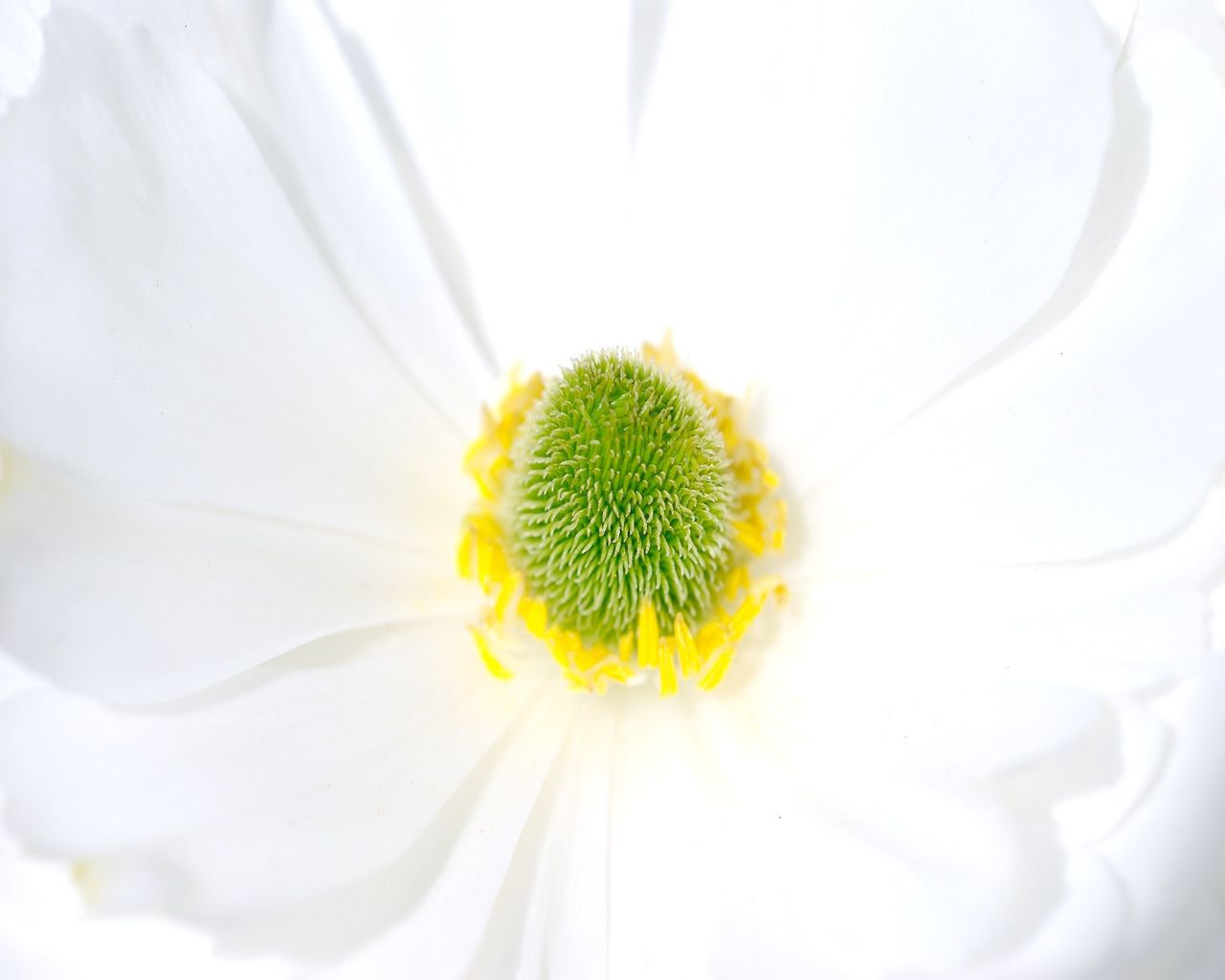 Téléchargez gratuitement l'image Fleur, Terre/nature sur le bureau de votre PC