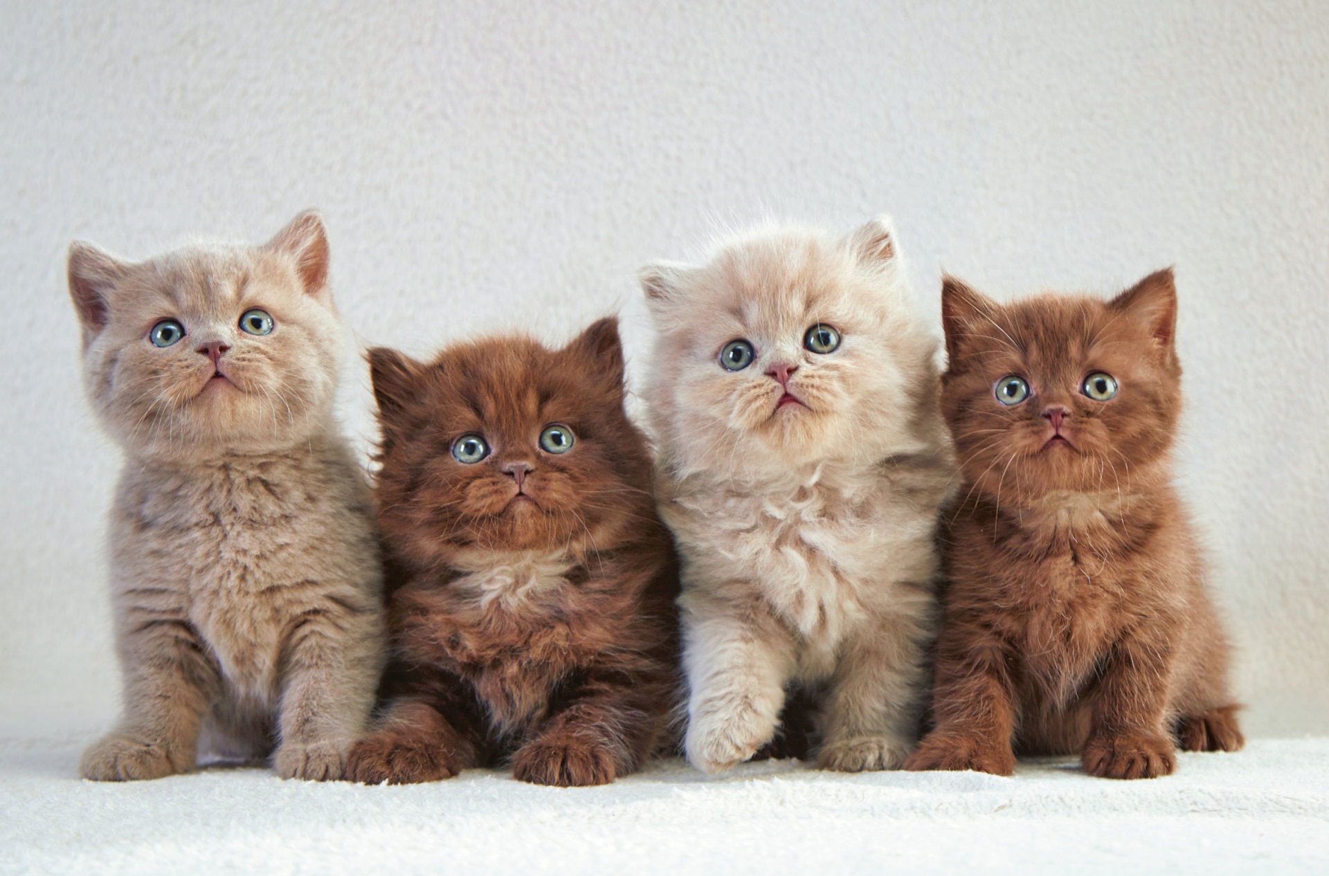 Free download wallpaper Kitten, Cat, Cats, Animal on your PC desktop