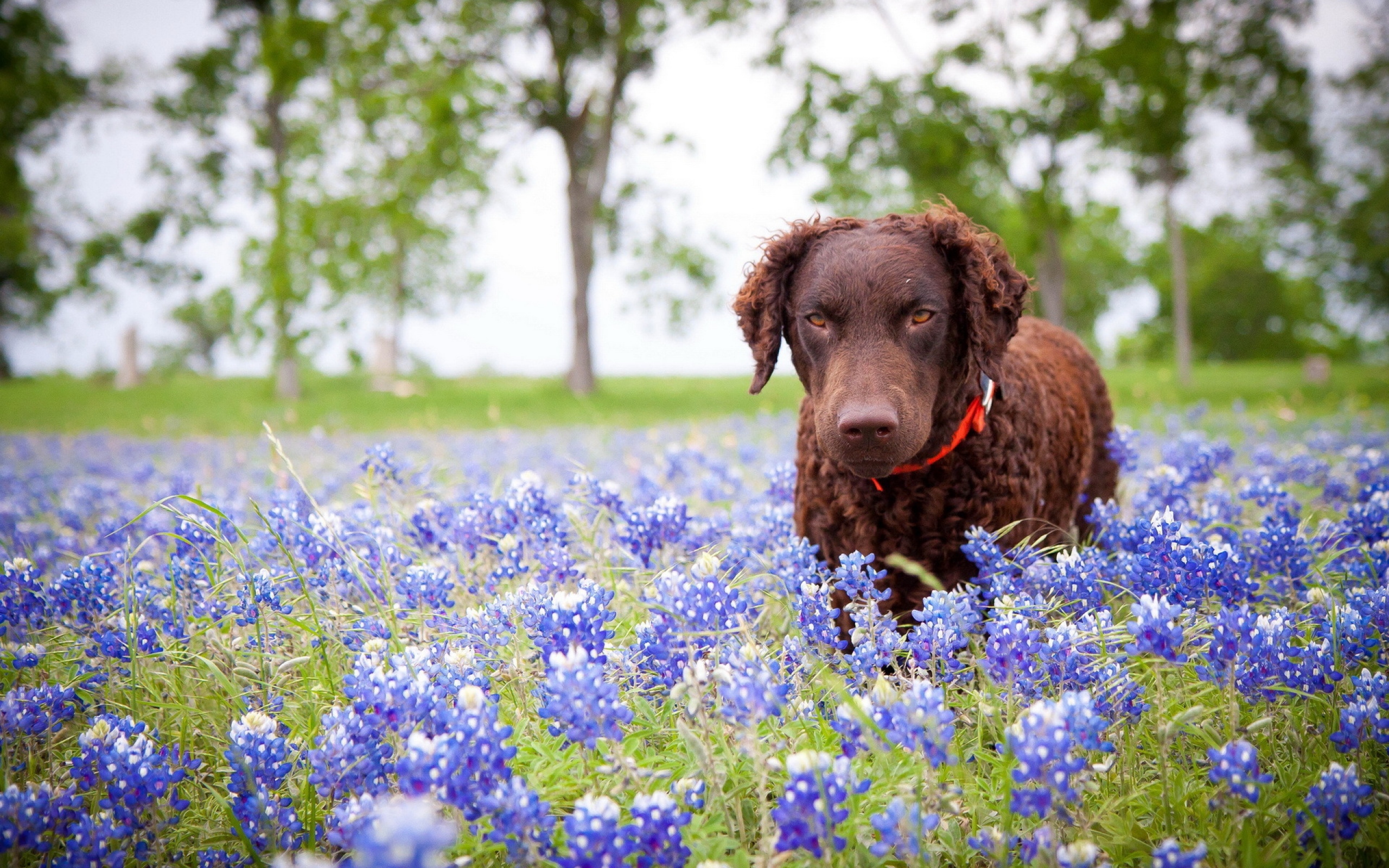 Desktop Backgrounds Dogs 