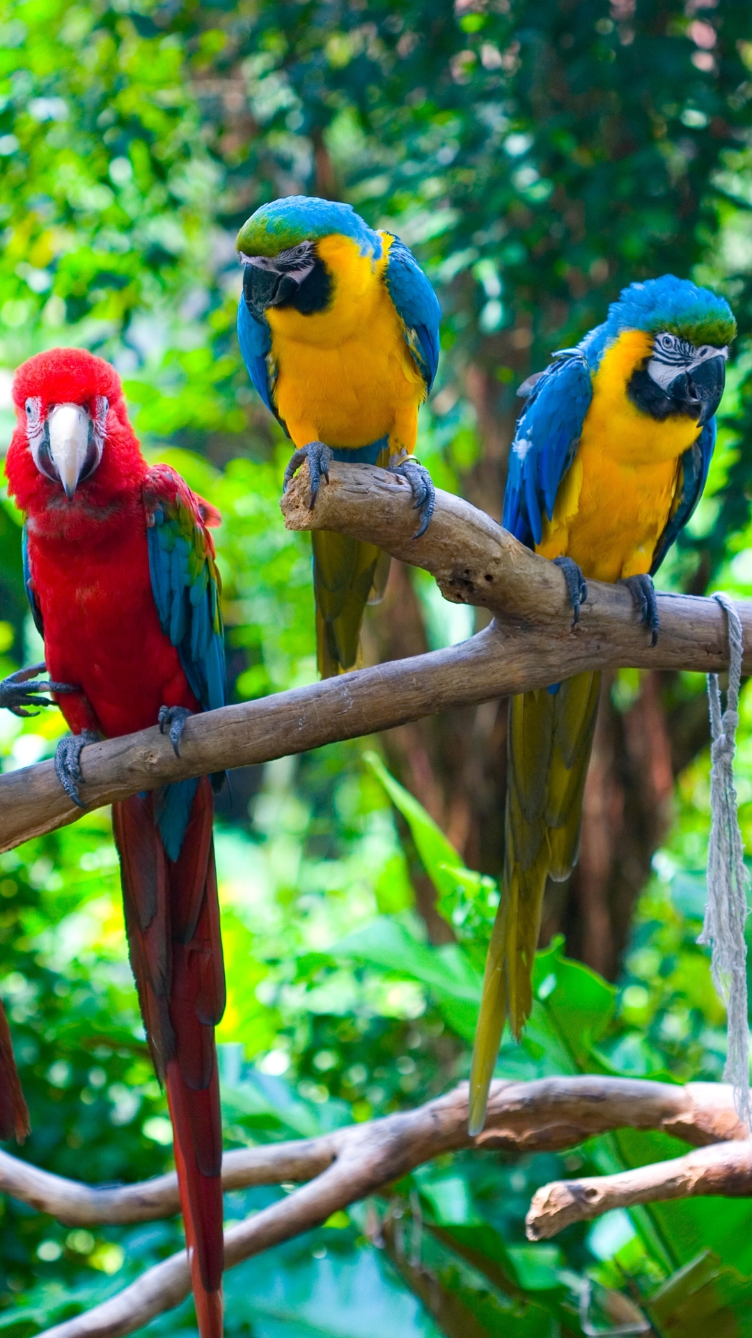 Download mobile wallpaper Birds, Bird, Animal, Macaw, Parrot for free.