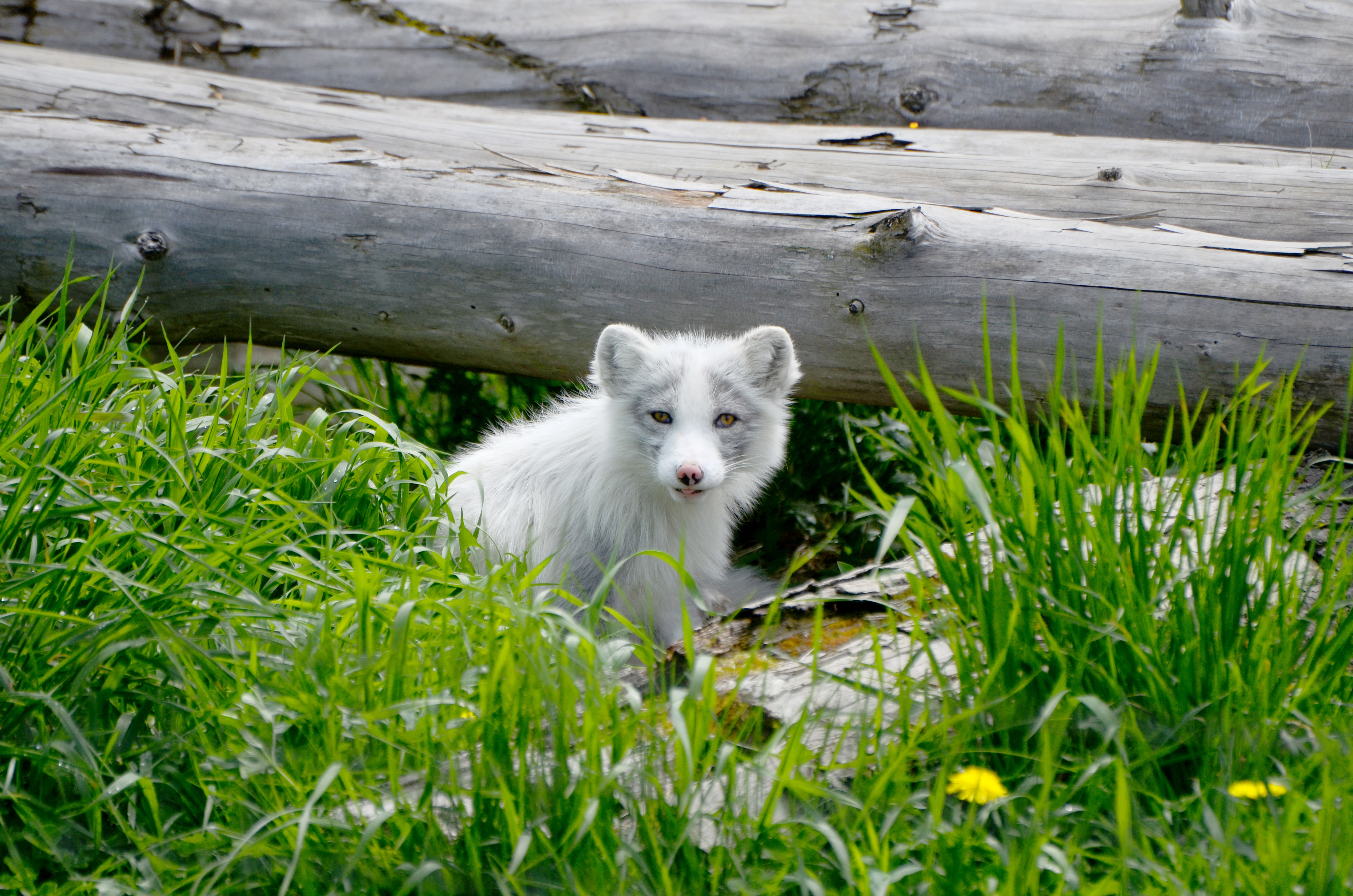 Free download wallpaper Dogs, Grass, Fox, Animal, Arctic Fox on your PC desktop