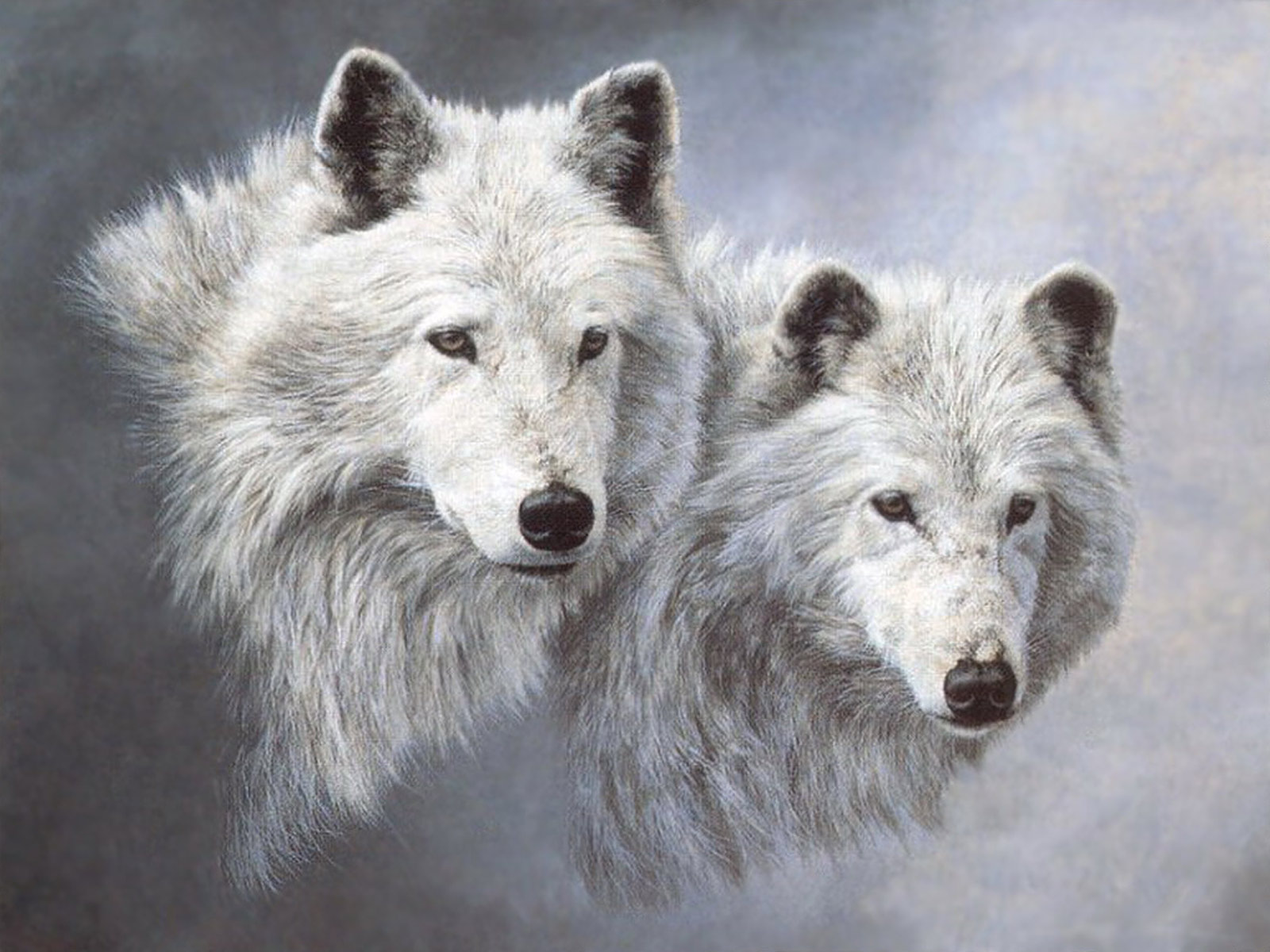 Free download wallpaper Dog, Wolf, Animal, Wolves on your PC desktop