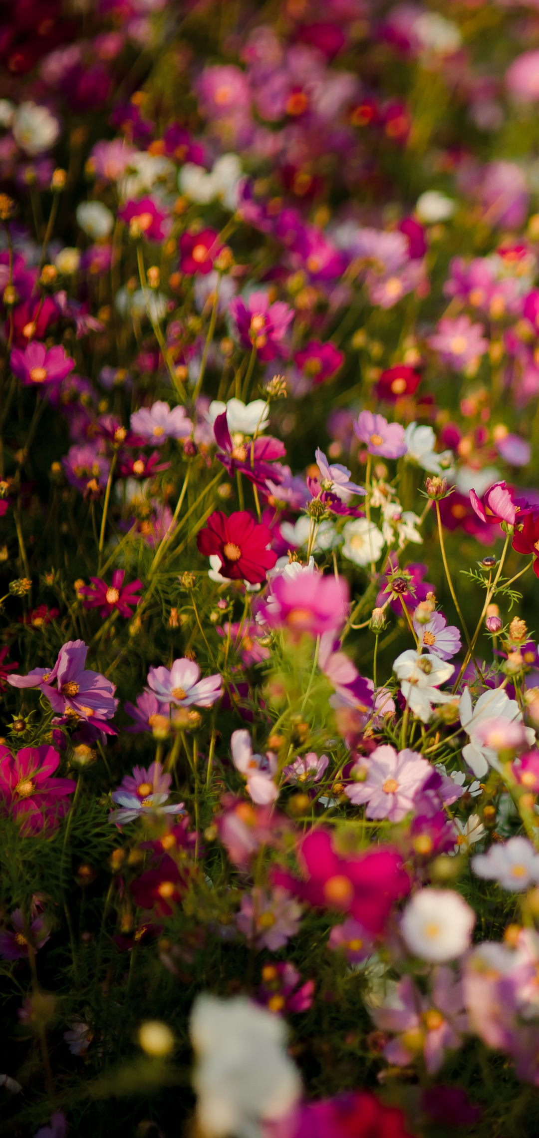 Handy-Wallpaper Natur, Blumen, Blume, Wiese, Weiße Blume, Rote Blume, Erde/natur, Pinke Blume kostenlos herunterladen.