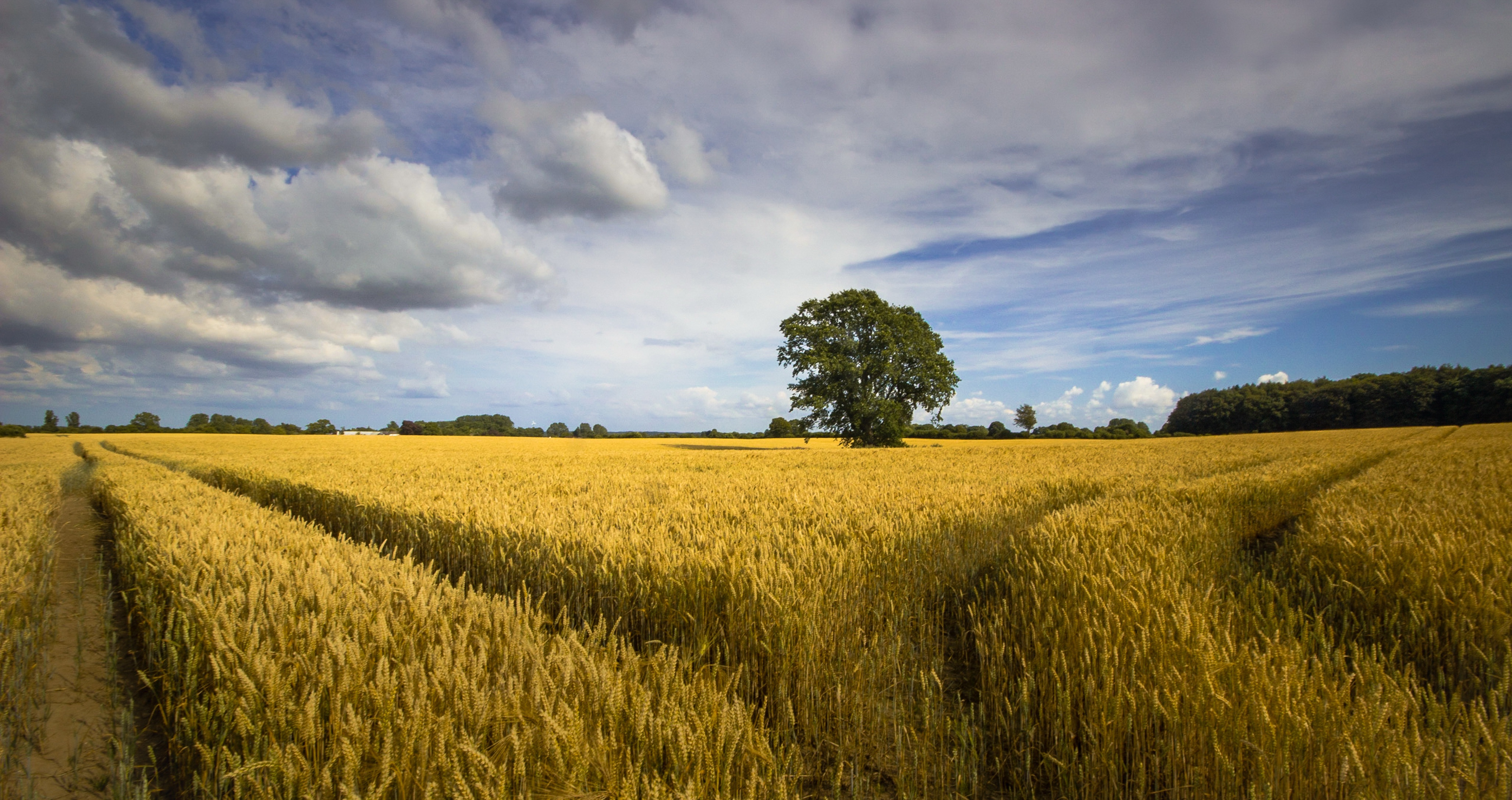 Free download wallpaper Sky, Wheat, Tree, Earth, Field on your PC desktop