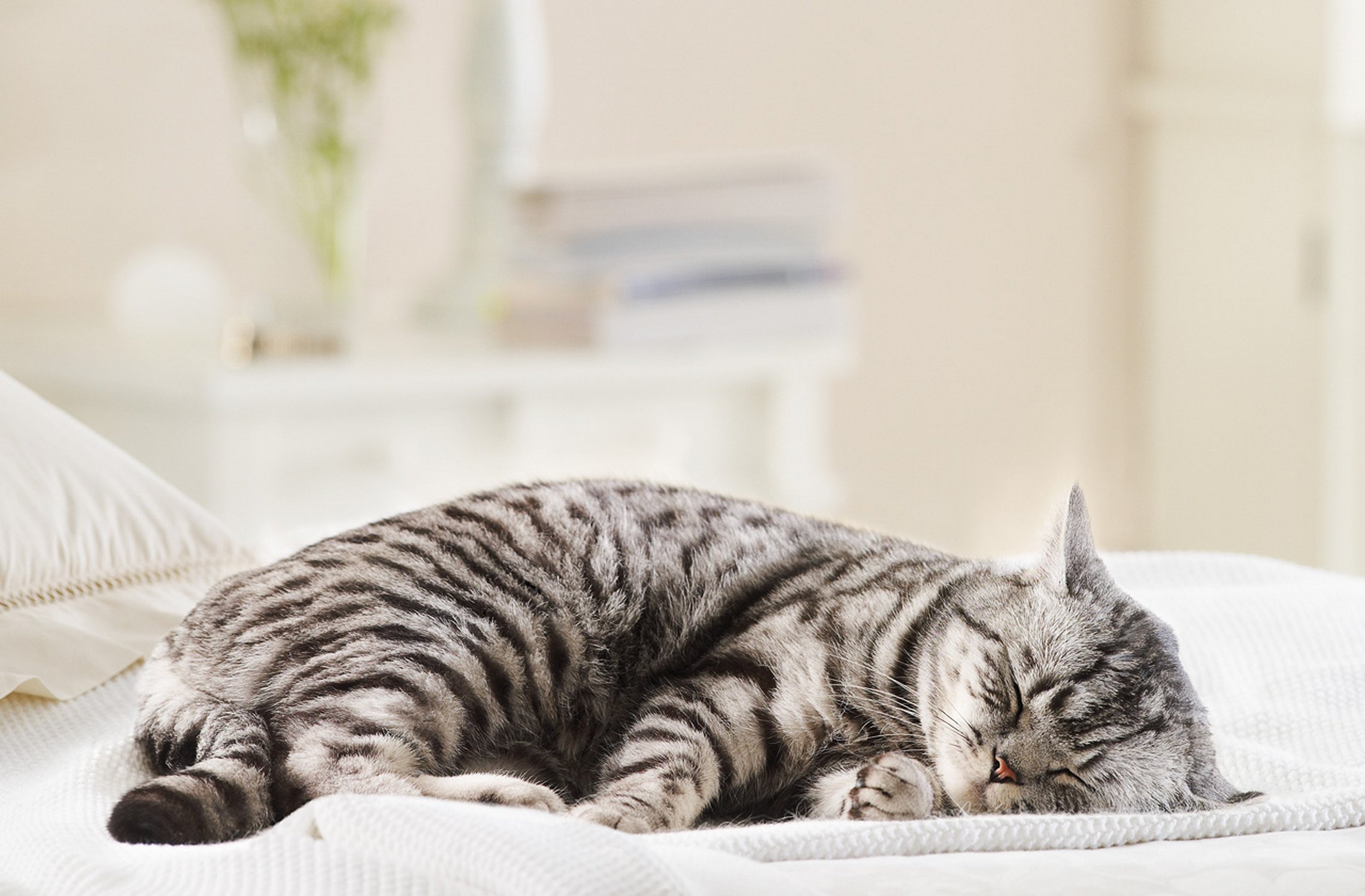 Baixe gratuitamente a imagem Animais, Gatos, Gato na área de trabalho do seu PC