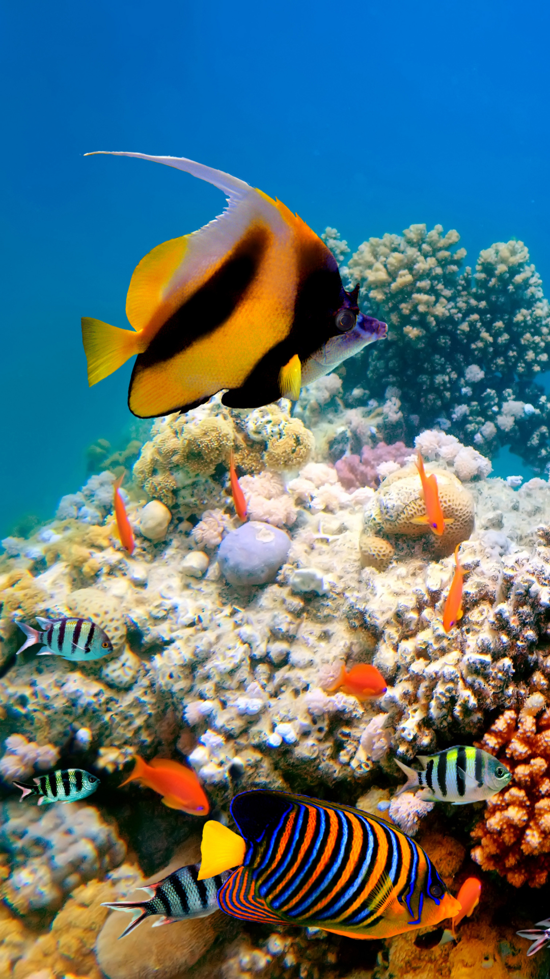 無料モバイル壁紙動物, カメ, 魚, サンゴ礁, 水中, 魚類をダウンロードします。